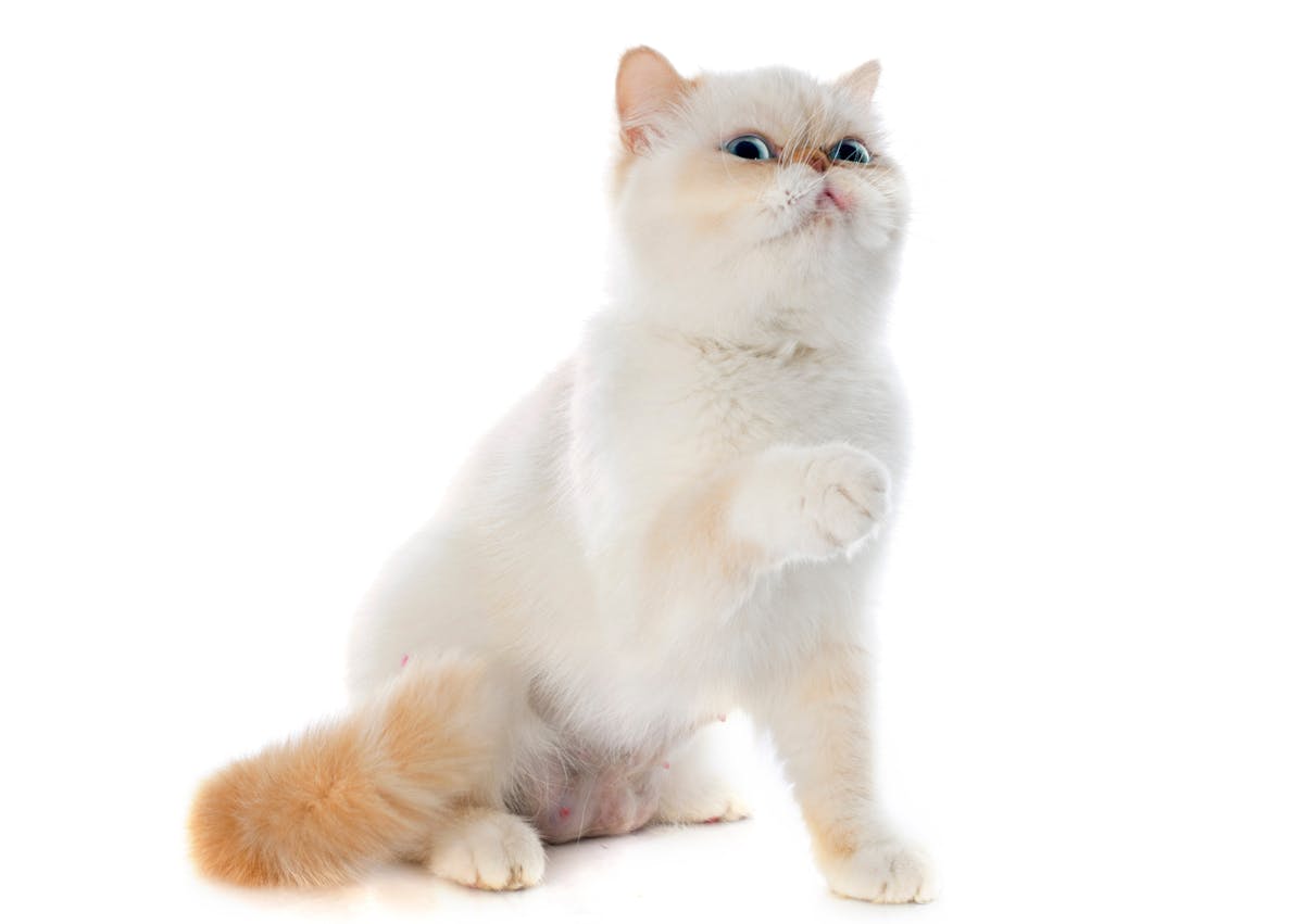 Exotic Shorthair sur un fond blanc, il est blanc et fauve sur le bout de la queue, il regarde vers le haut 
