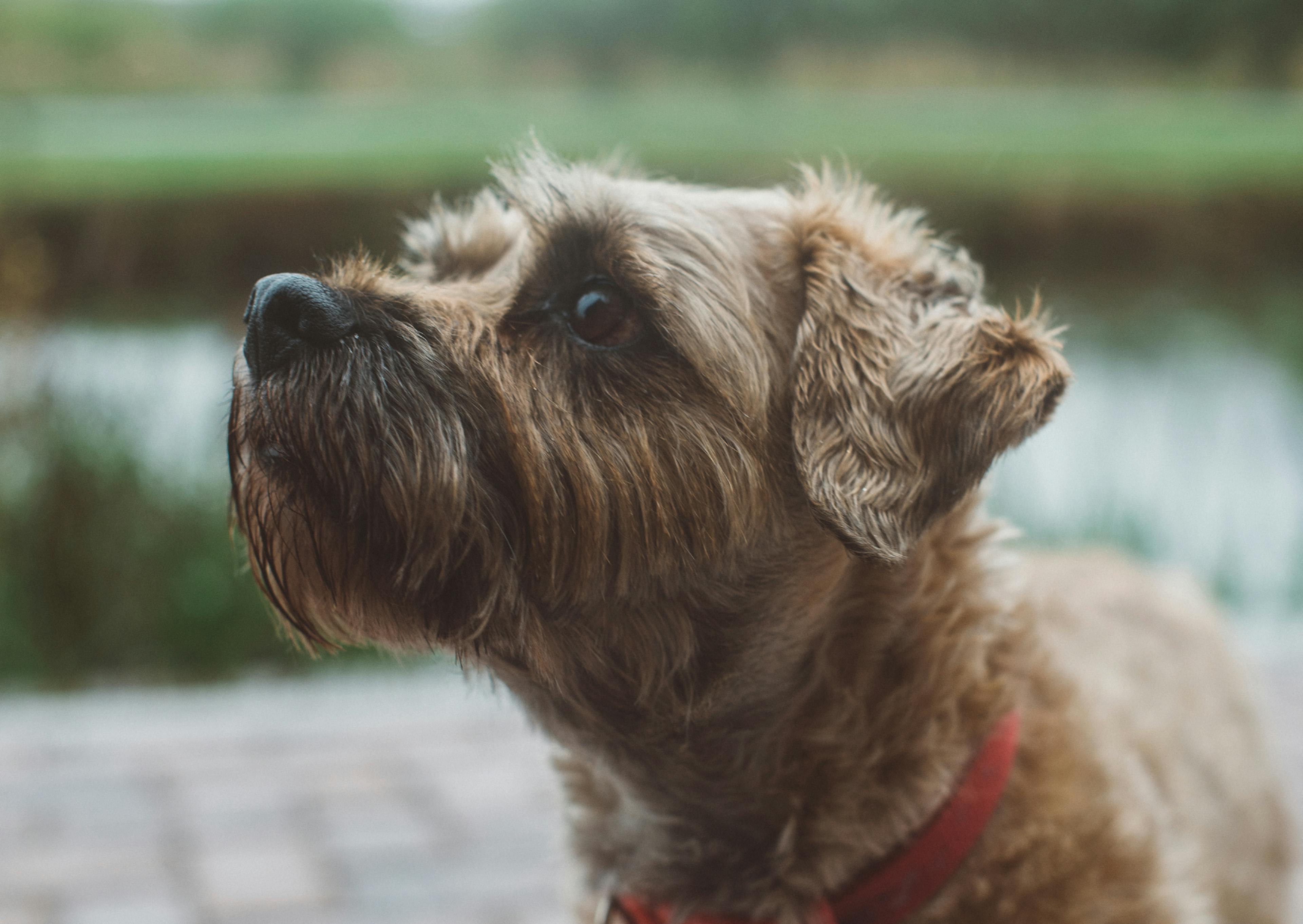 Border Terrier qui regarde vers le haut 