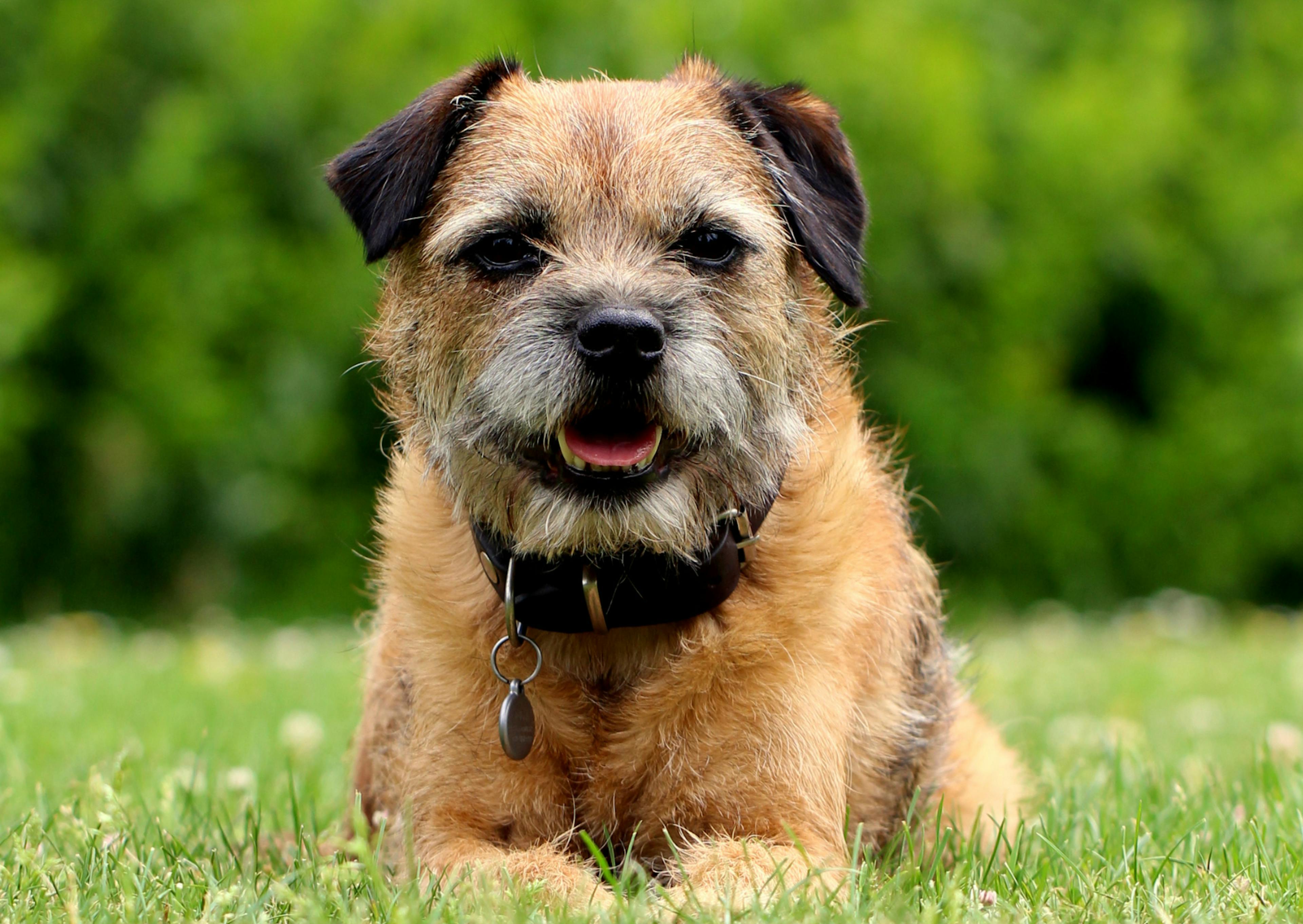 Border Terrier couché dans l'herbe