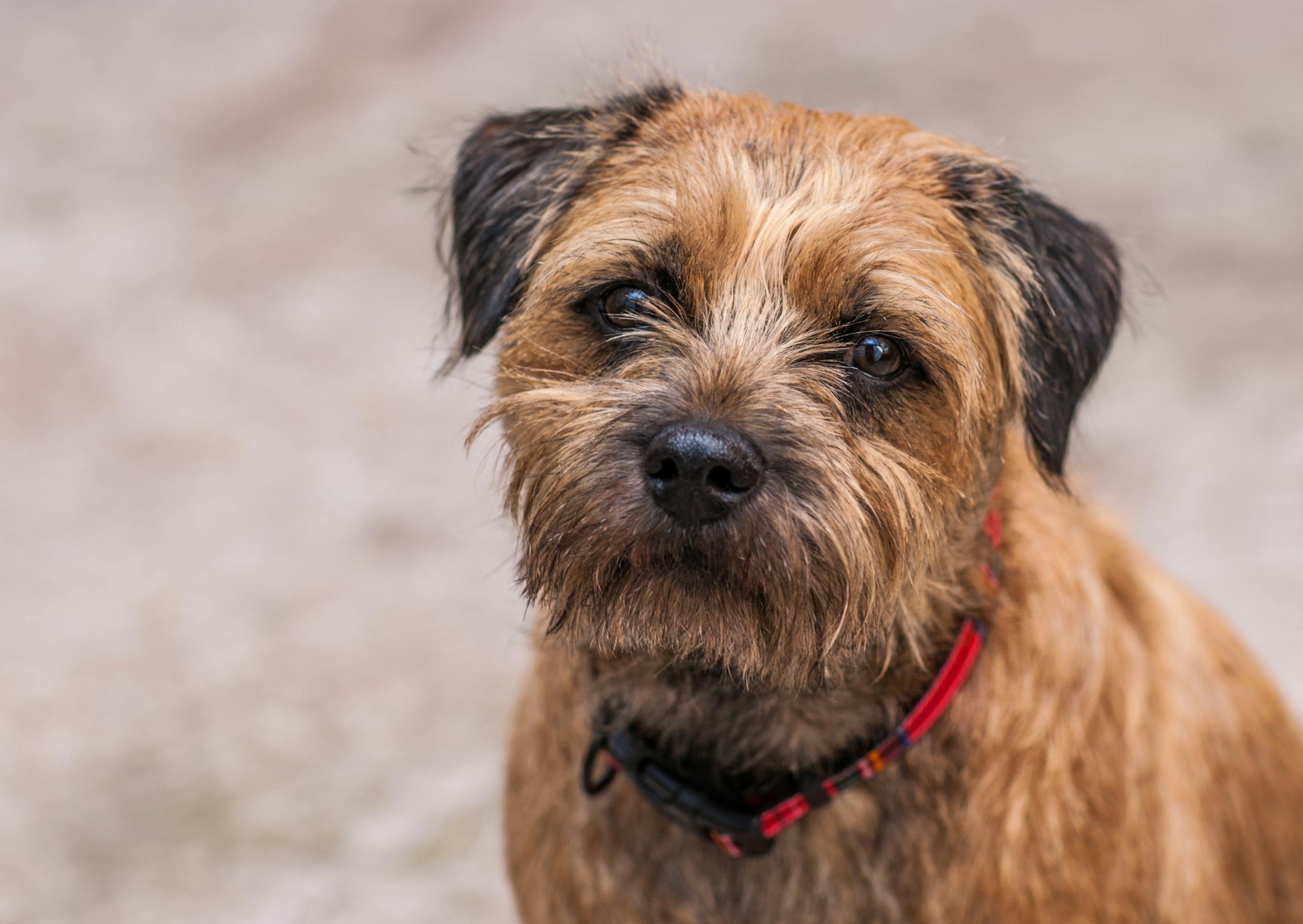 Border Terrier assis qui regarde vers le haut