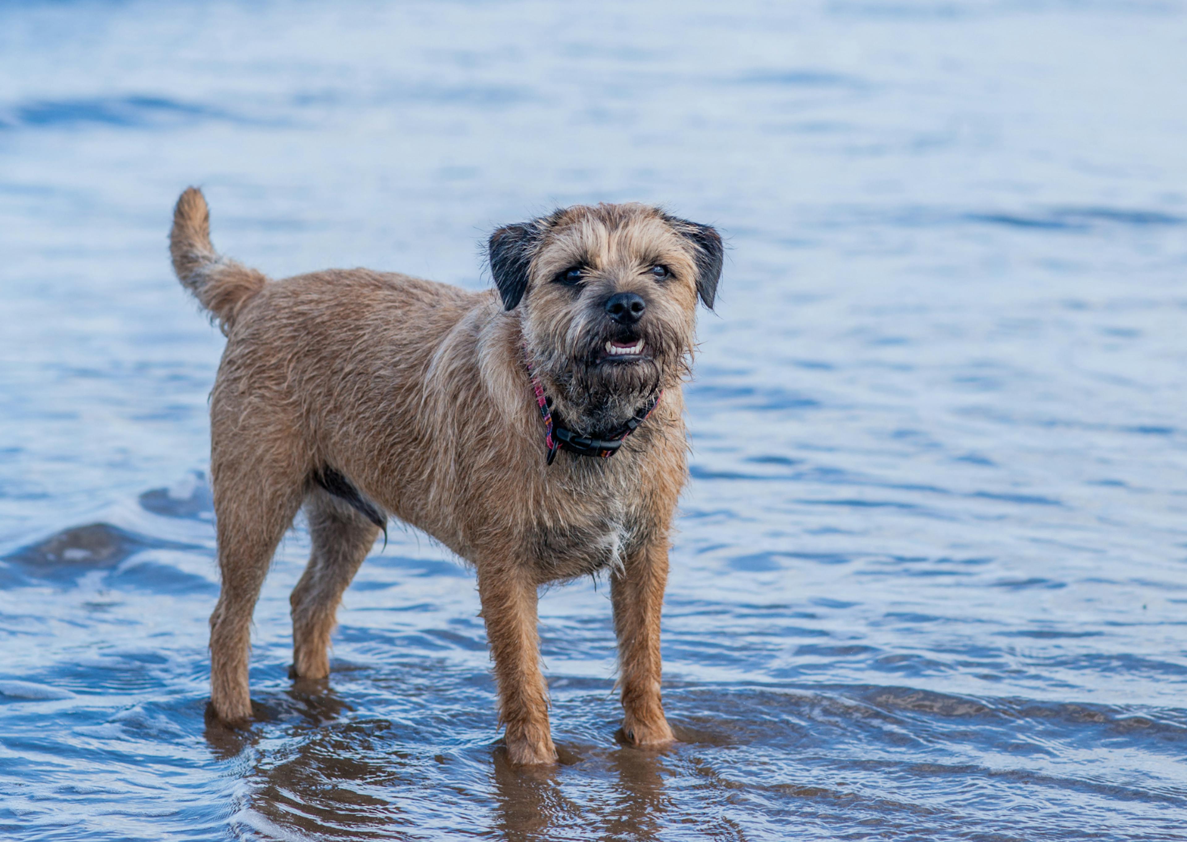 Border Terrier debout dans l'eau qui regarde l'objectif