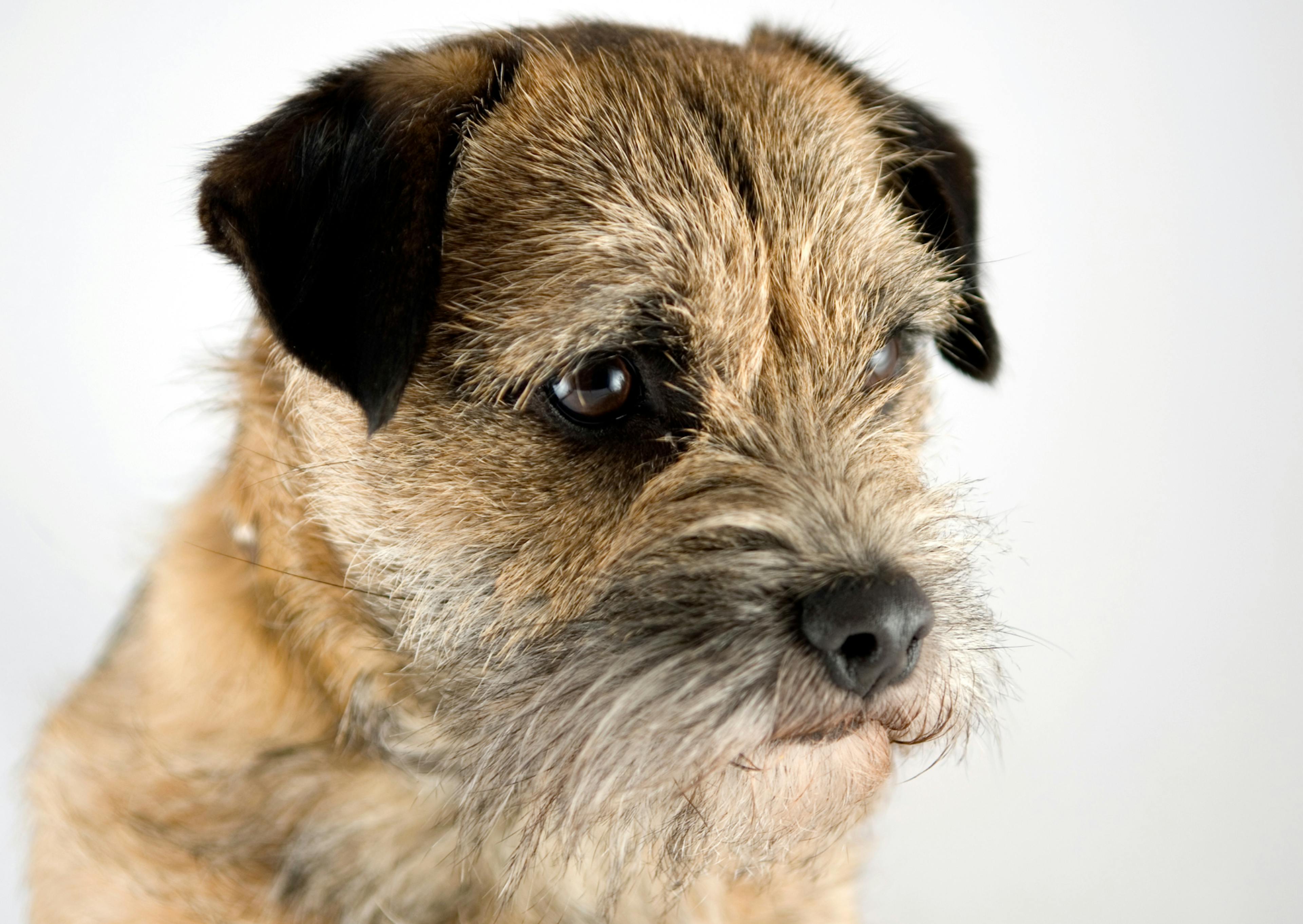 Border Terrier qui regard eevrs le bas et est attentif