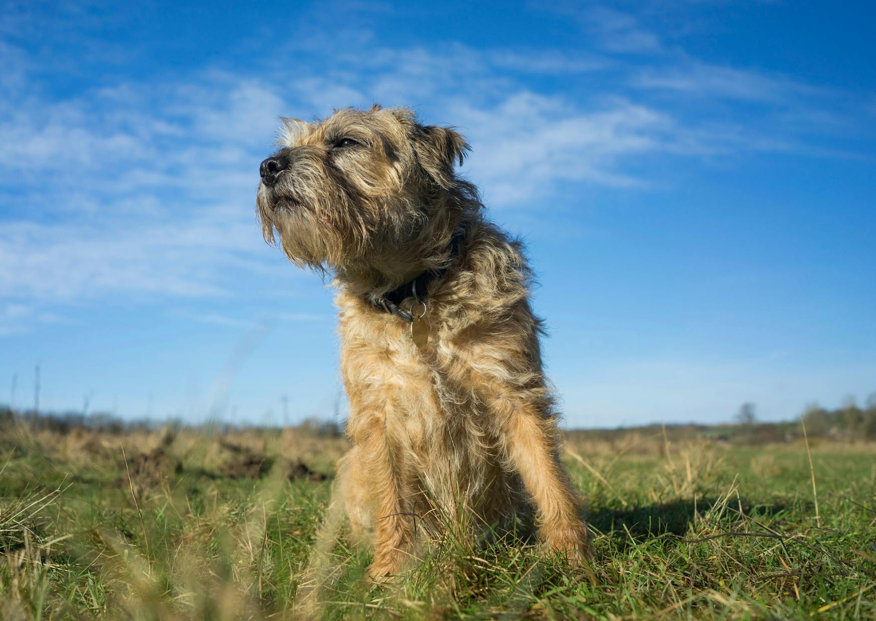 Border Terrier assis dans l'herbe avec le ciel en arrière plan