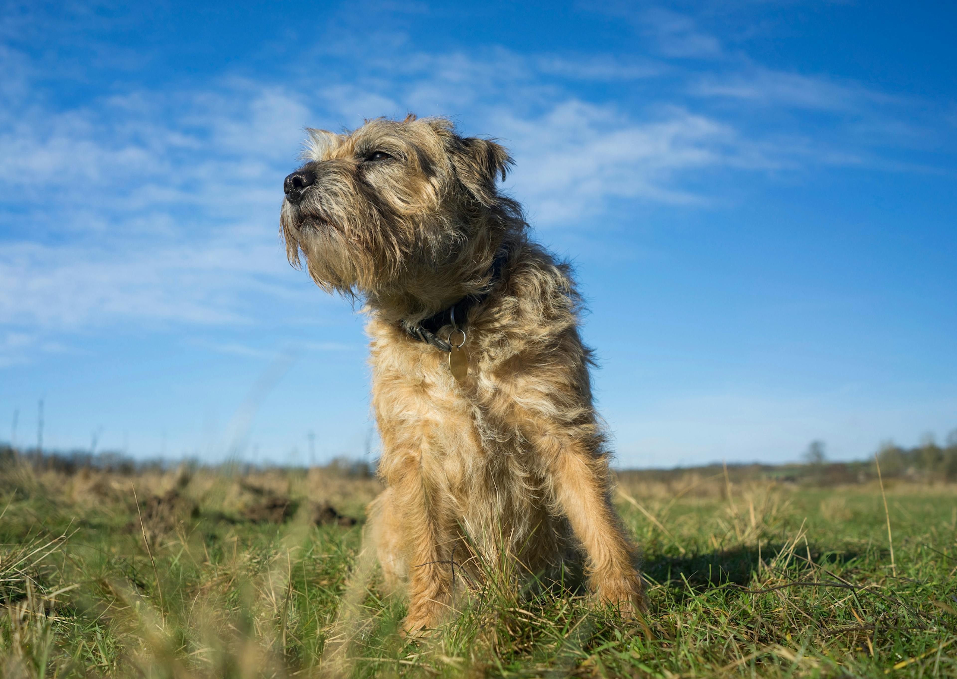 Border Terrier  assis dans l'herbe avec le ciel en arrière plan