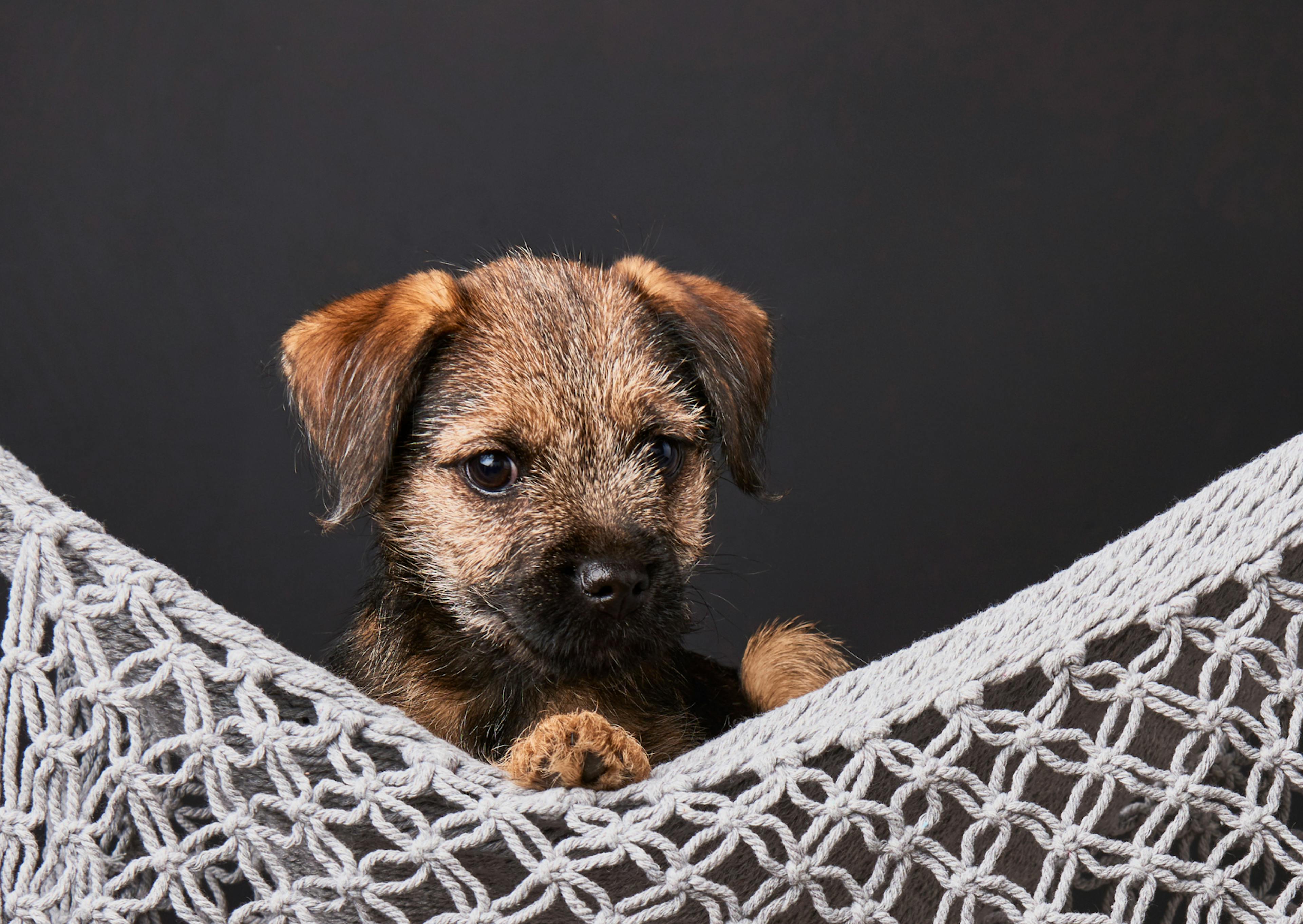 Border Terrier chiot dans un hamac 