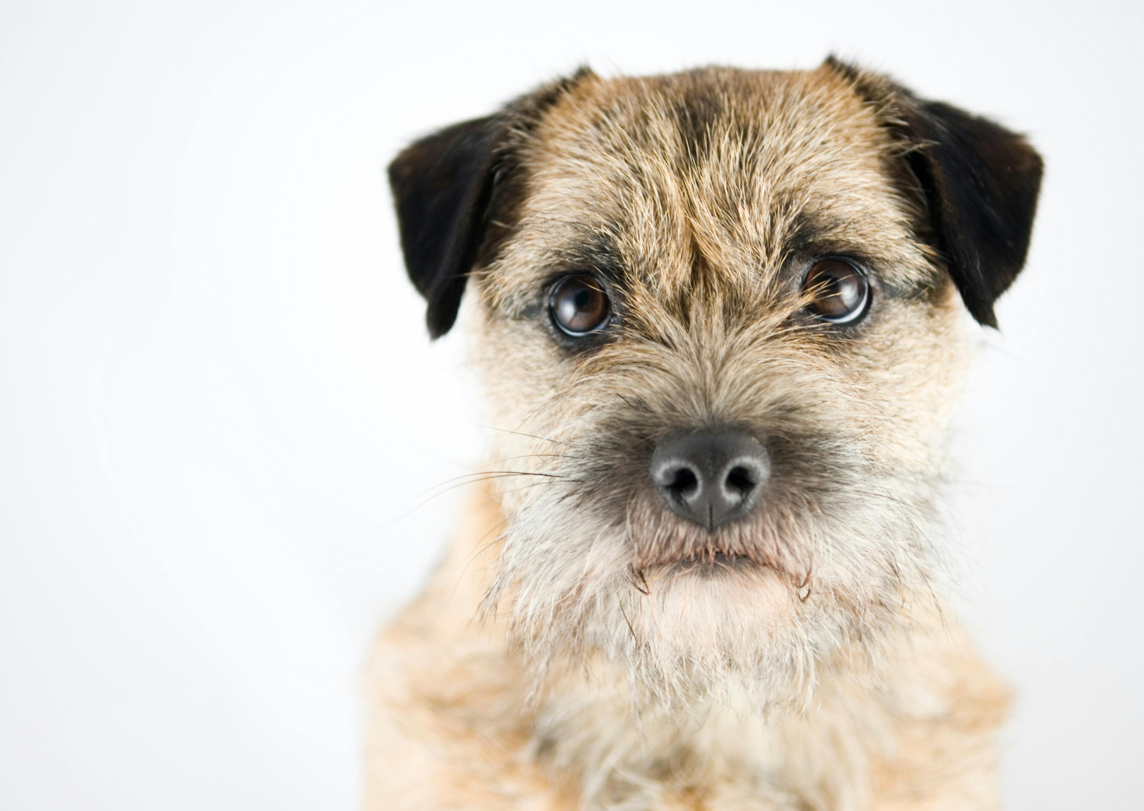 Border Terrier sur fond blanc et couché