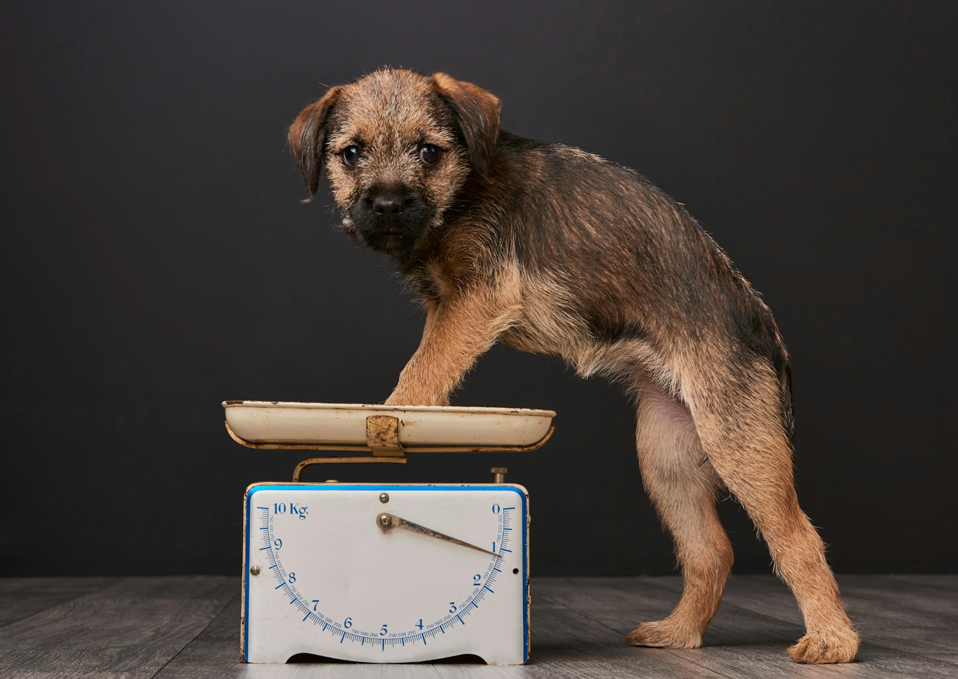 Border Terrier debout sur une balance avec un fond noir