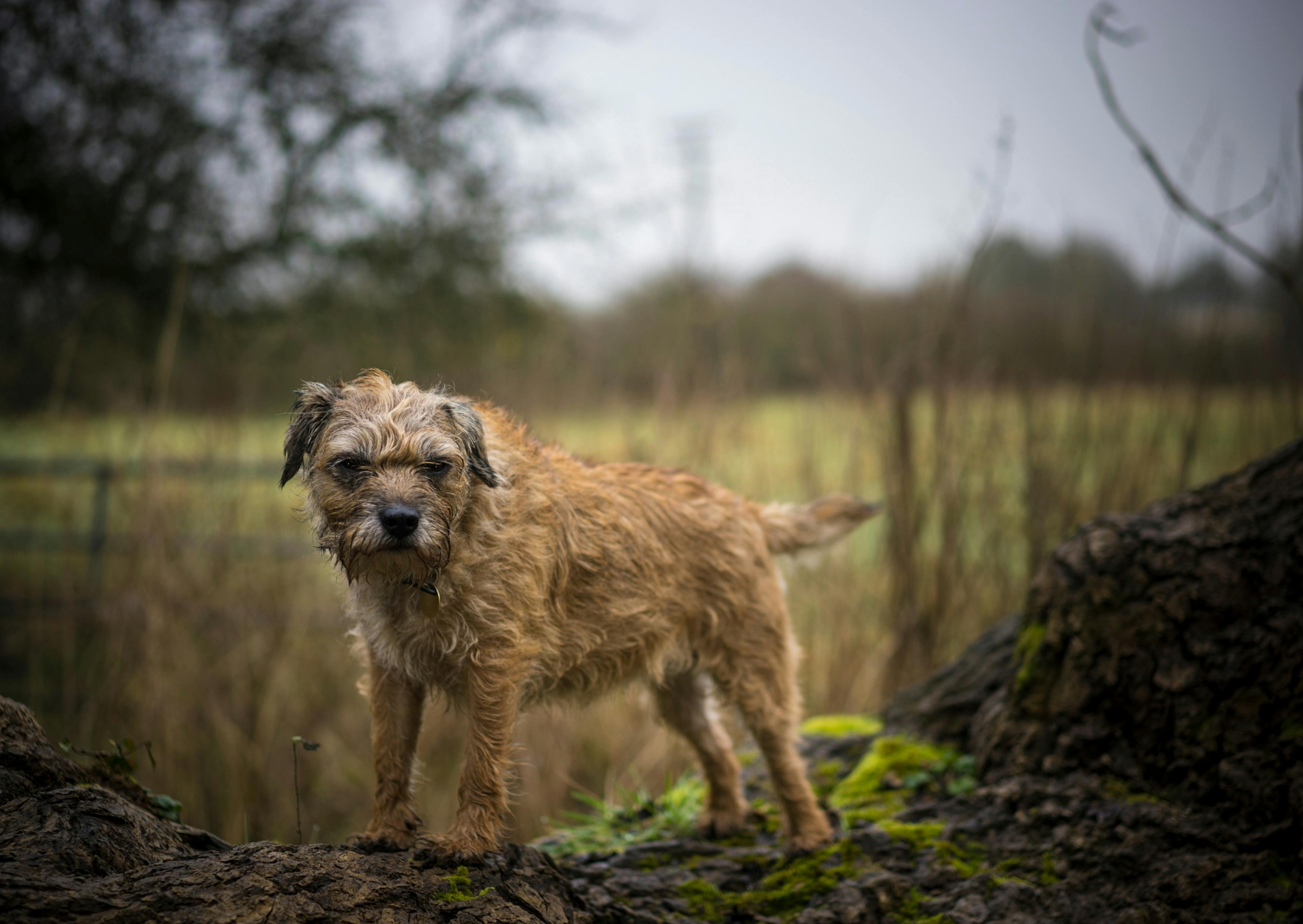 Border Terrier debout dans une forêt qui regarde vers le bas