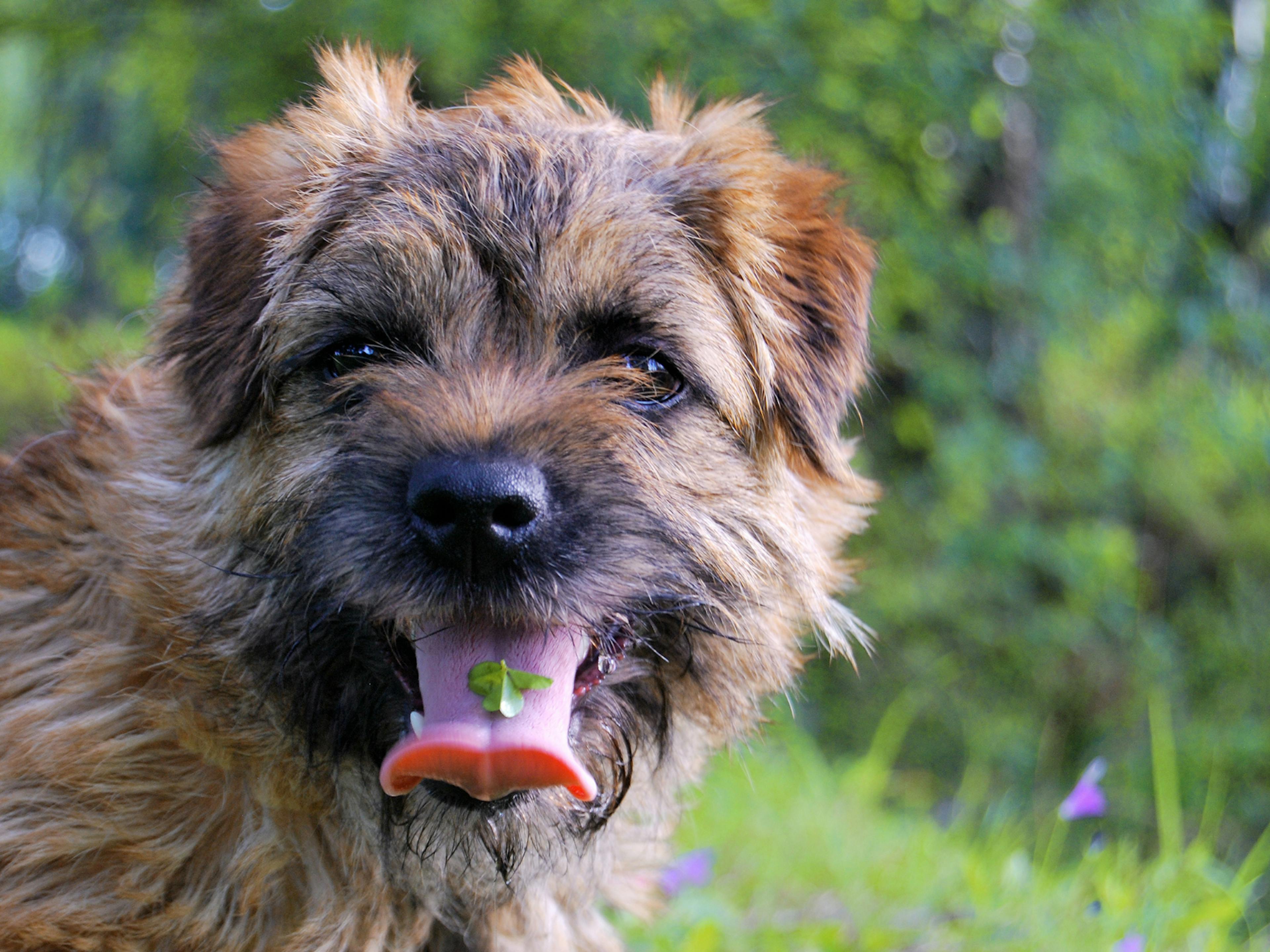 Border Terrier qui tire la langue et est dehors