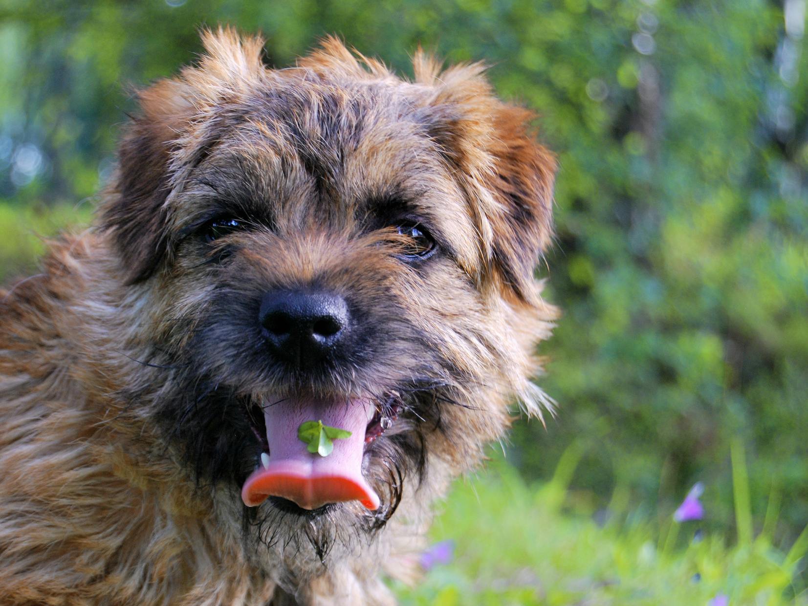 Border Terrier qui tire la langue et est dehors