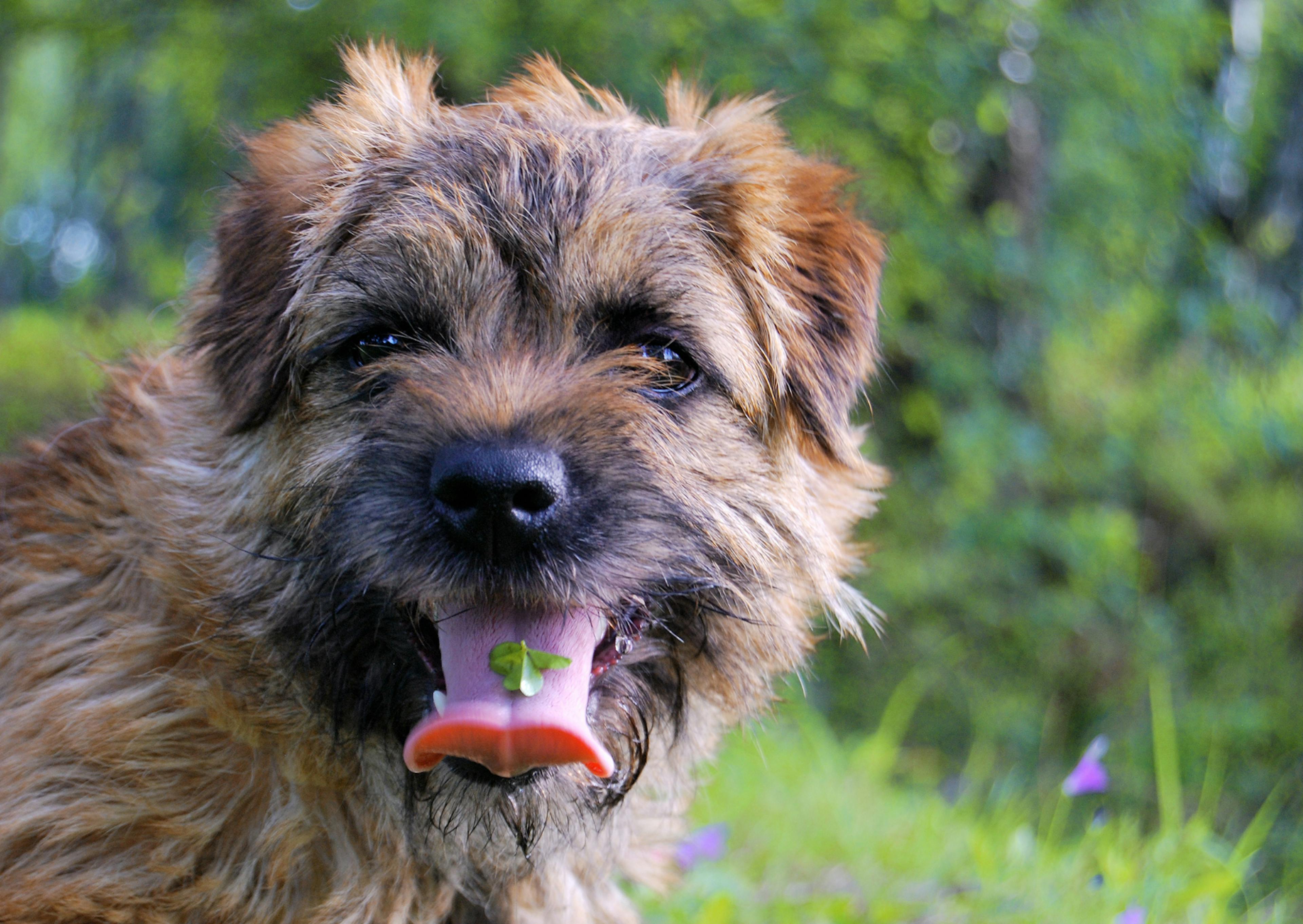 Border Terrier qui tire la langue avec un trefle sur celle-ci 