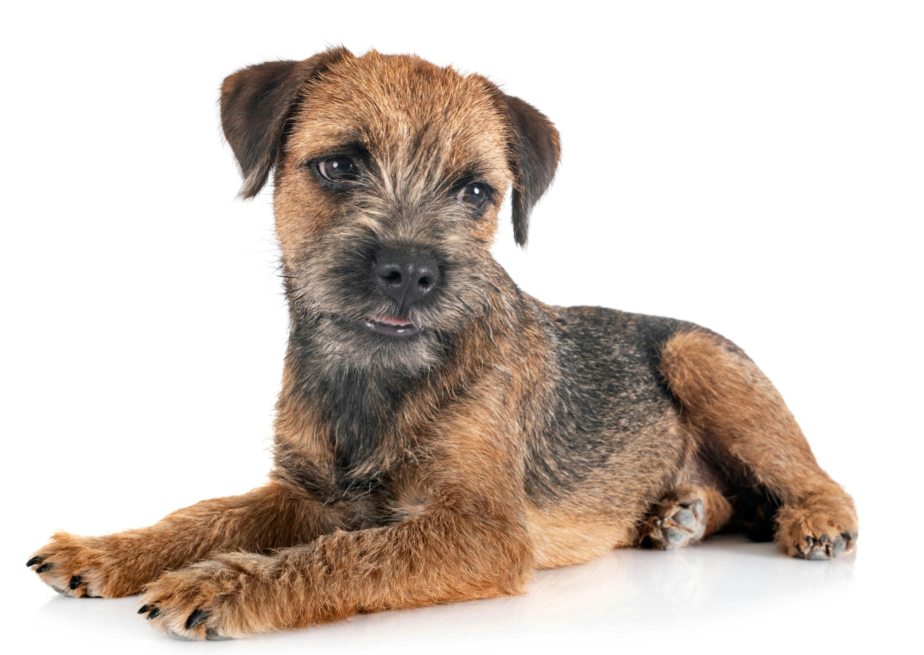 Border Terrier sur fond blanc qui regarde vers le bas