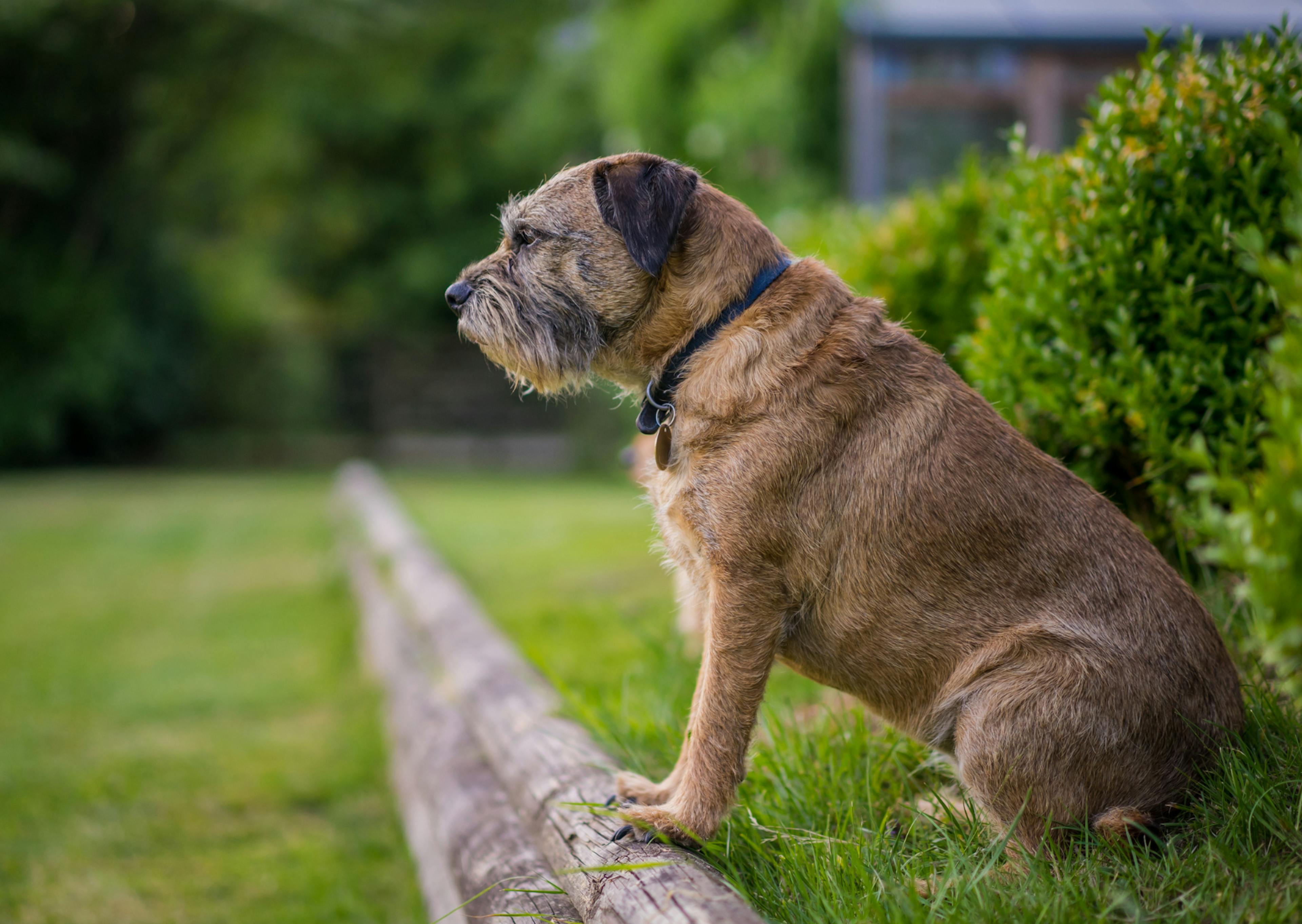 Border Terrier de profil assis sur un rebord 