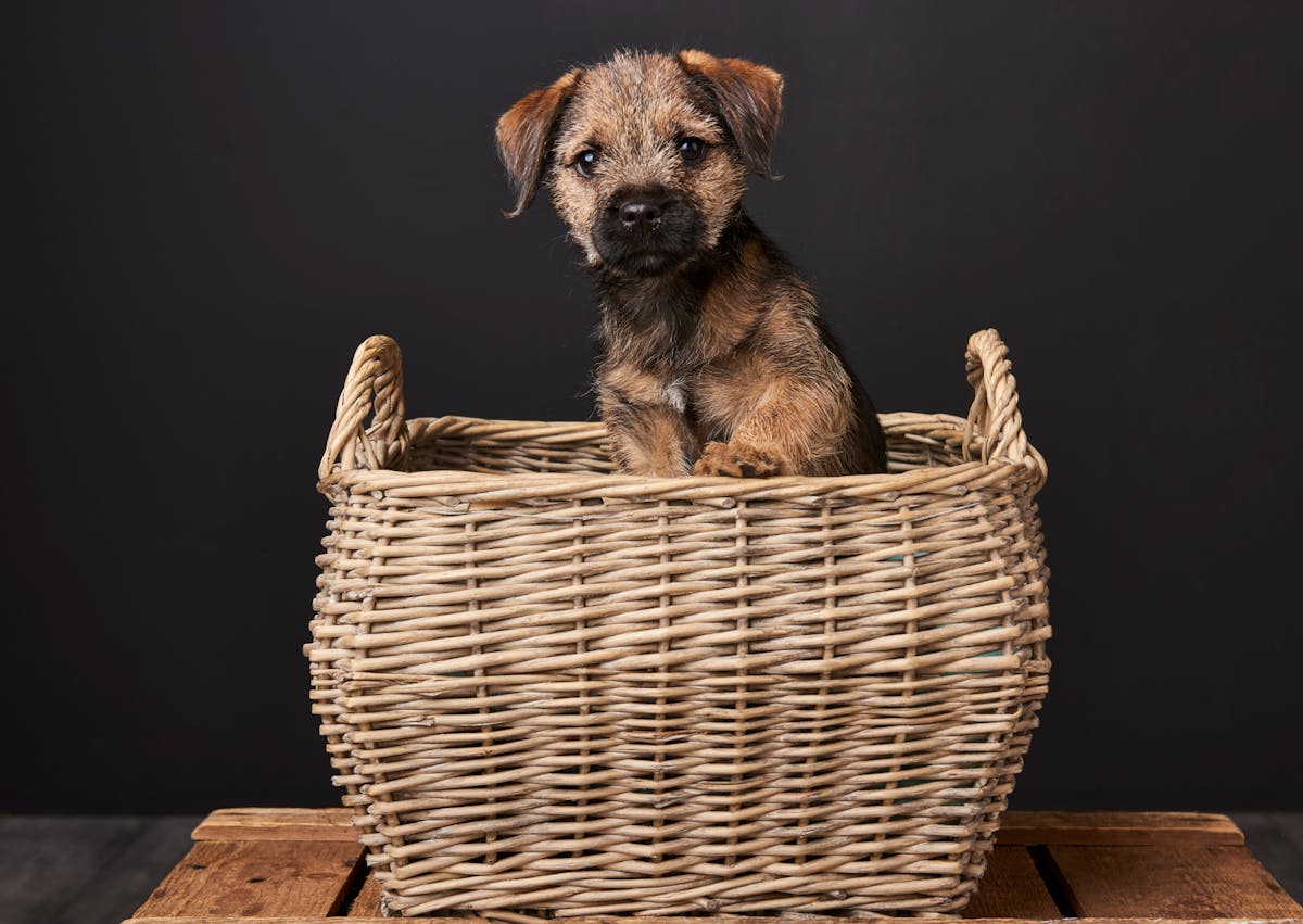 Border Terrier chiot attentif à ce qui se passe devant lui dans un grand panier 