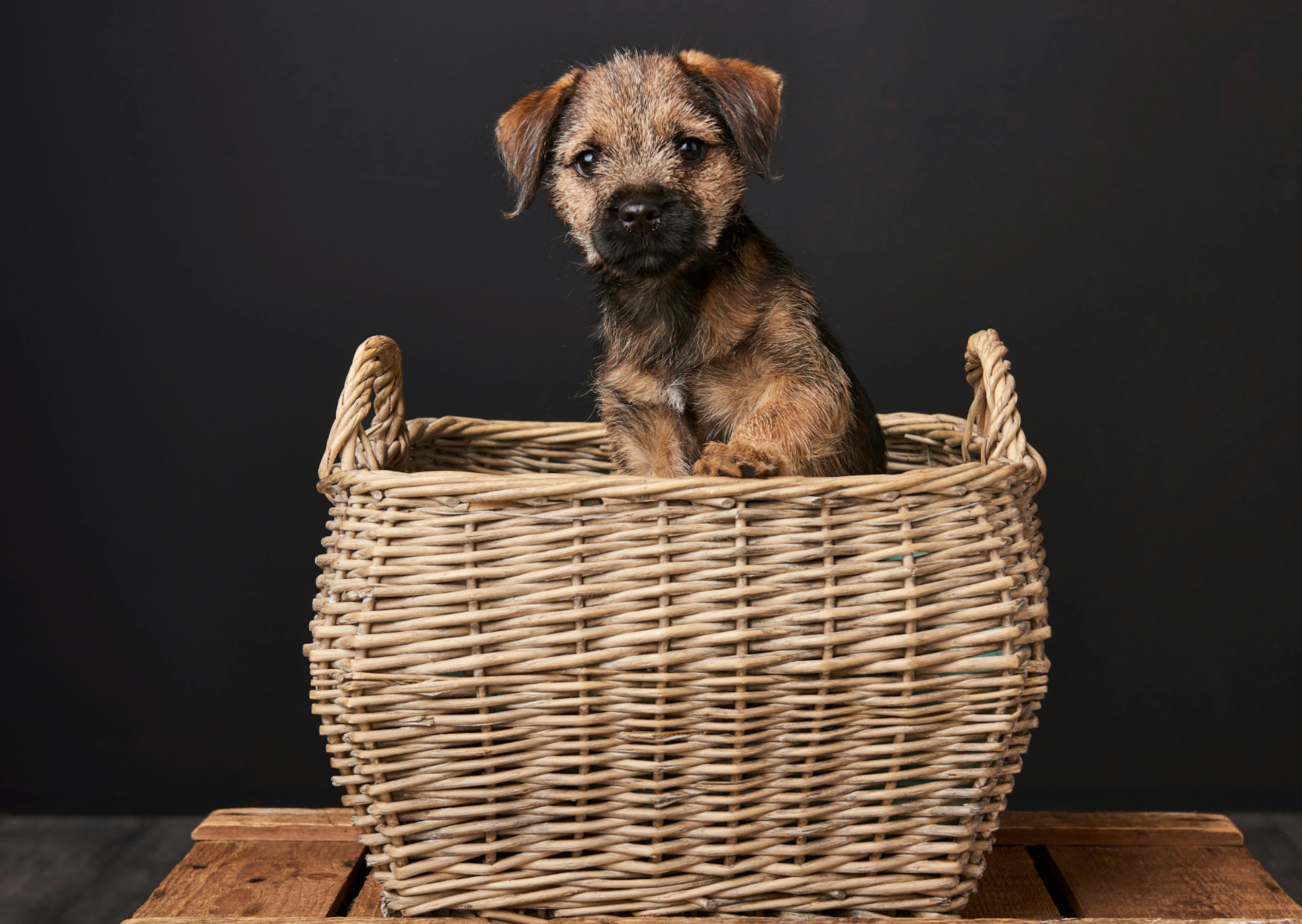 Border Terrier chiot attentif à ce qui se passe devant lui dans un grand panier 