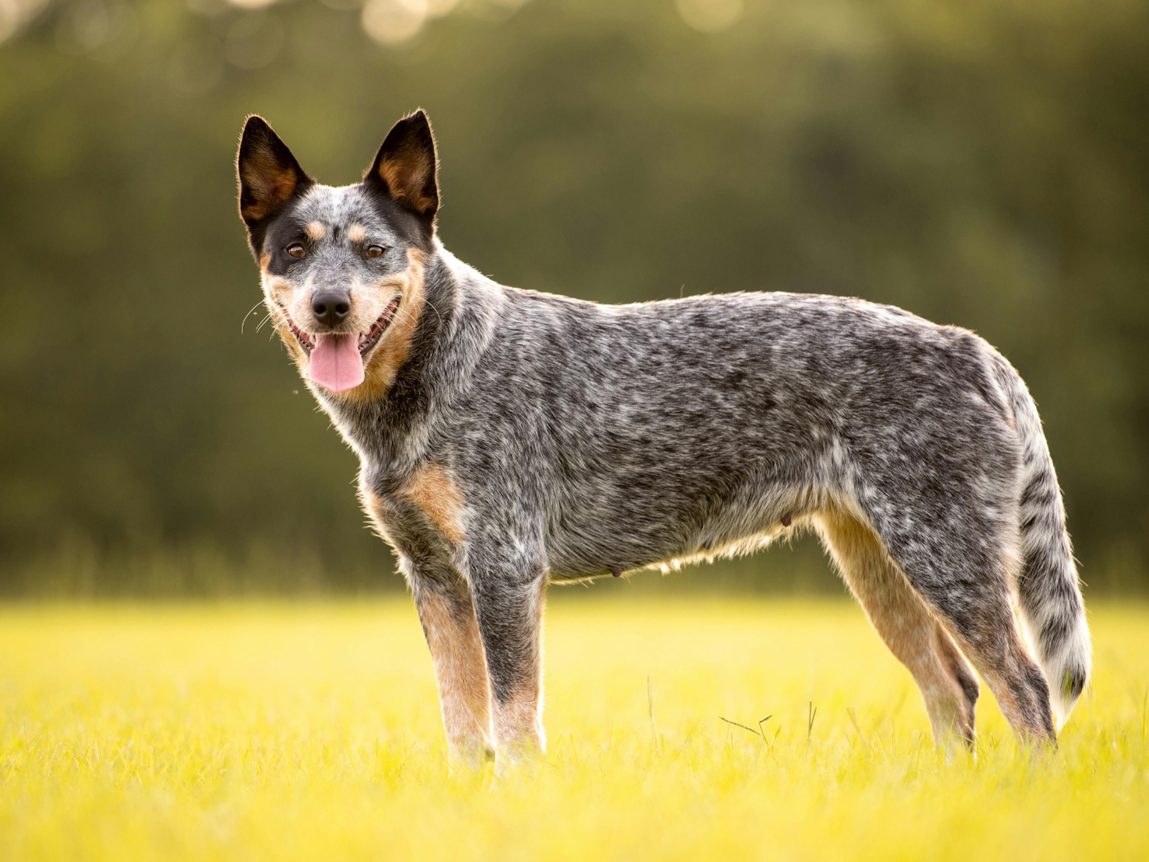 Bouvier Australien debout dans l'herbe dans la nature, il tire la langue