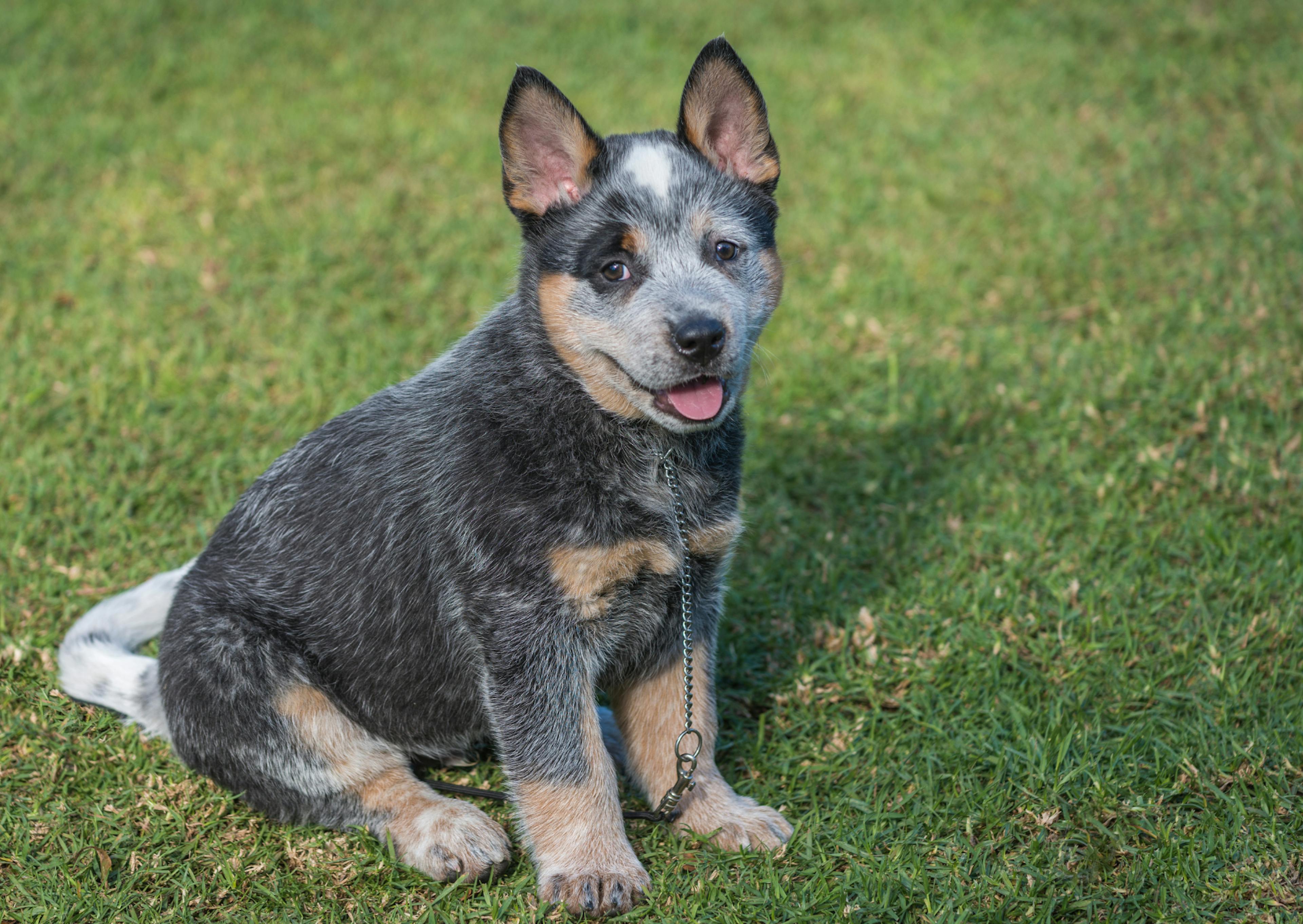 Bouvier Australien chiot assis dans l'herbe, il tire la langue