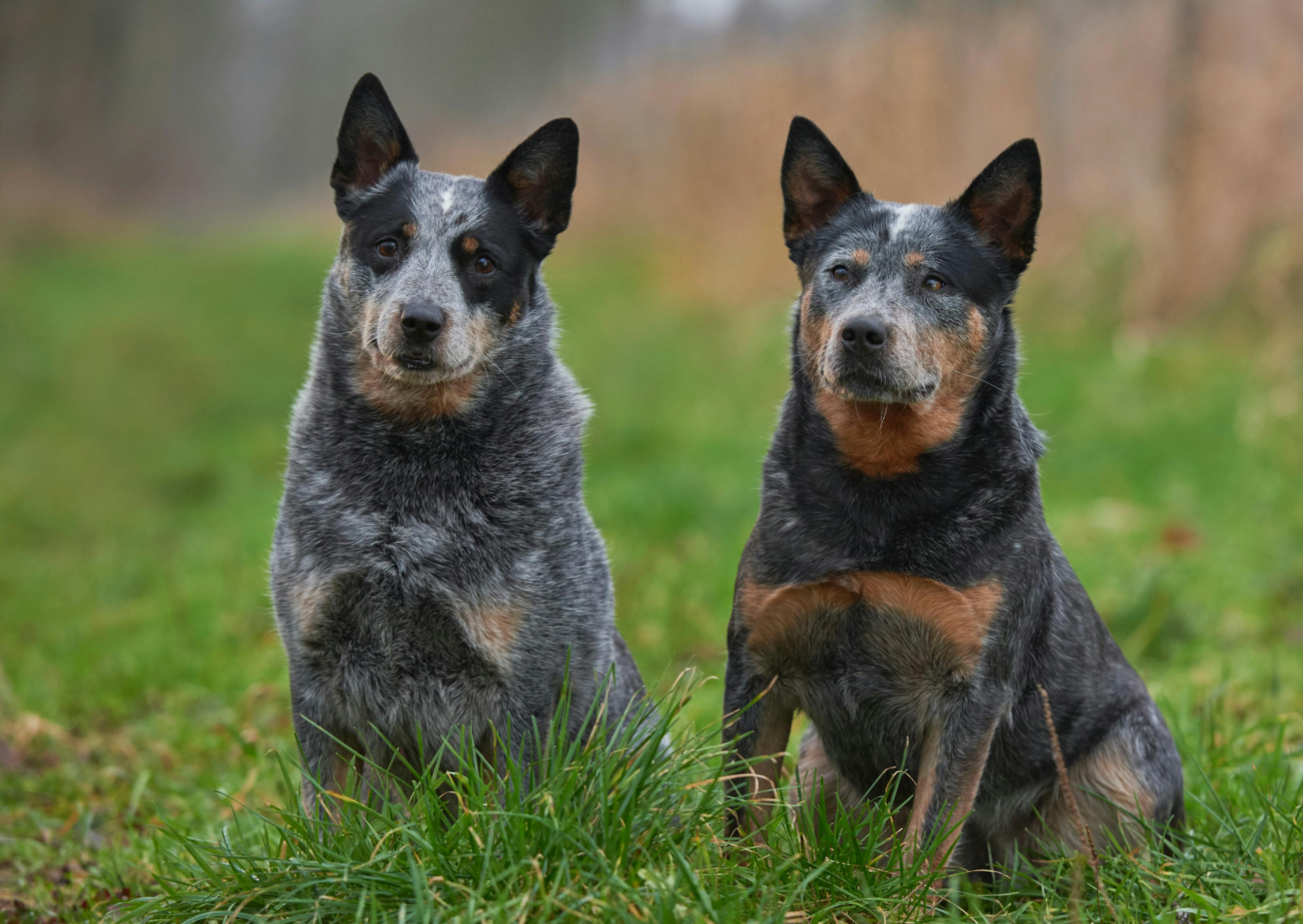 2 Bouvier Australien assis l'un à côté de l'autre dans une étendue d'herbes heutes, ils sont attentifs à ce qui se passe devant eux