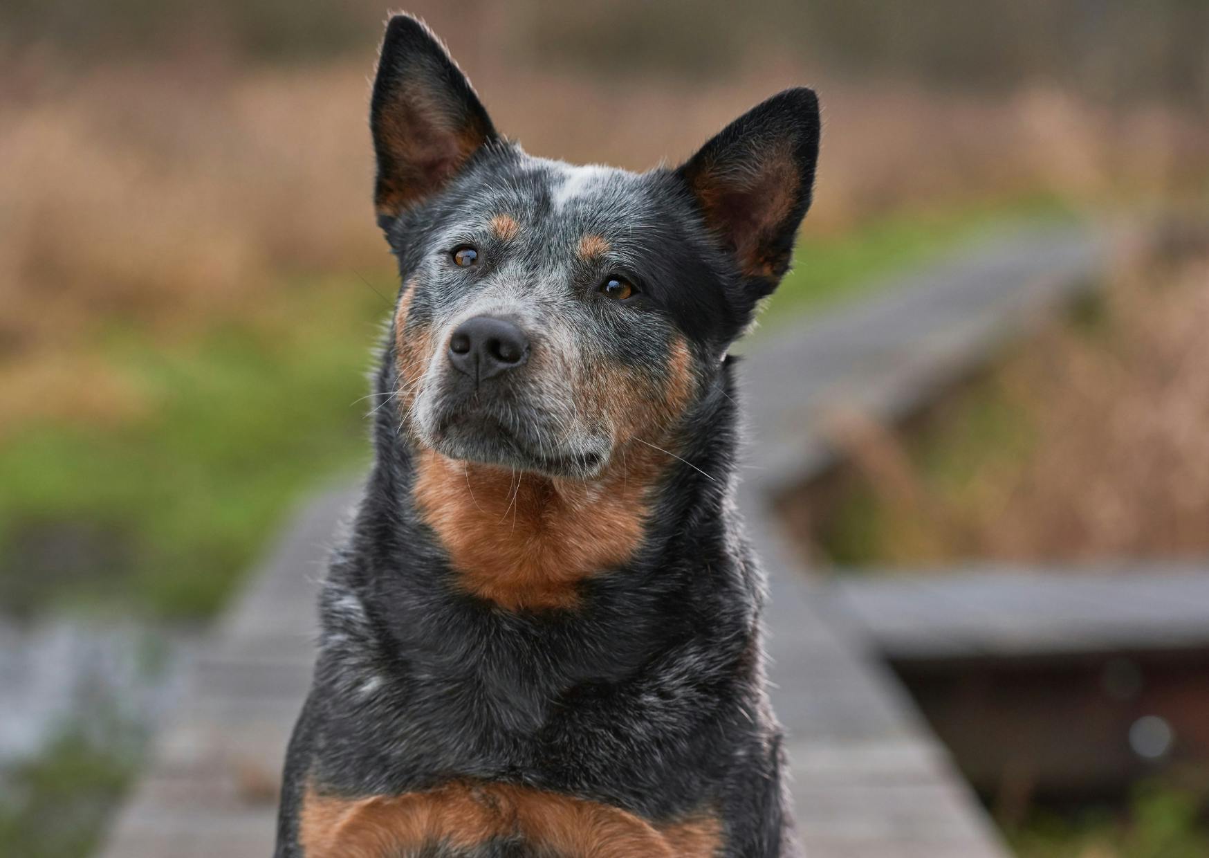Bouvier Australien assis, il est attentif à ce qui se passe devant lui