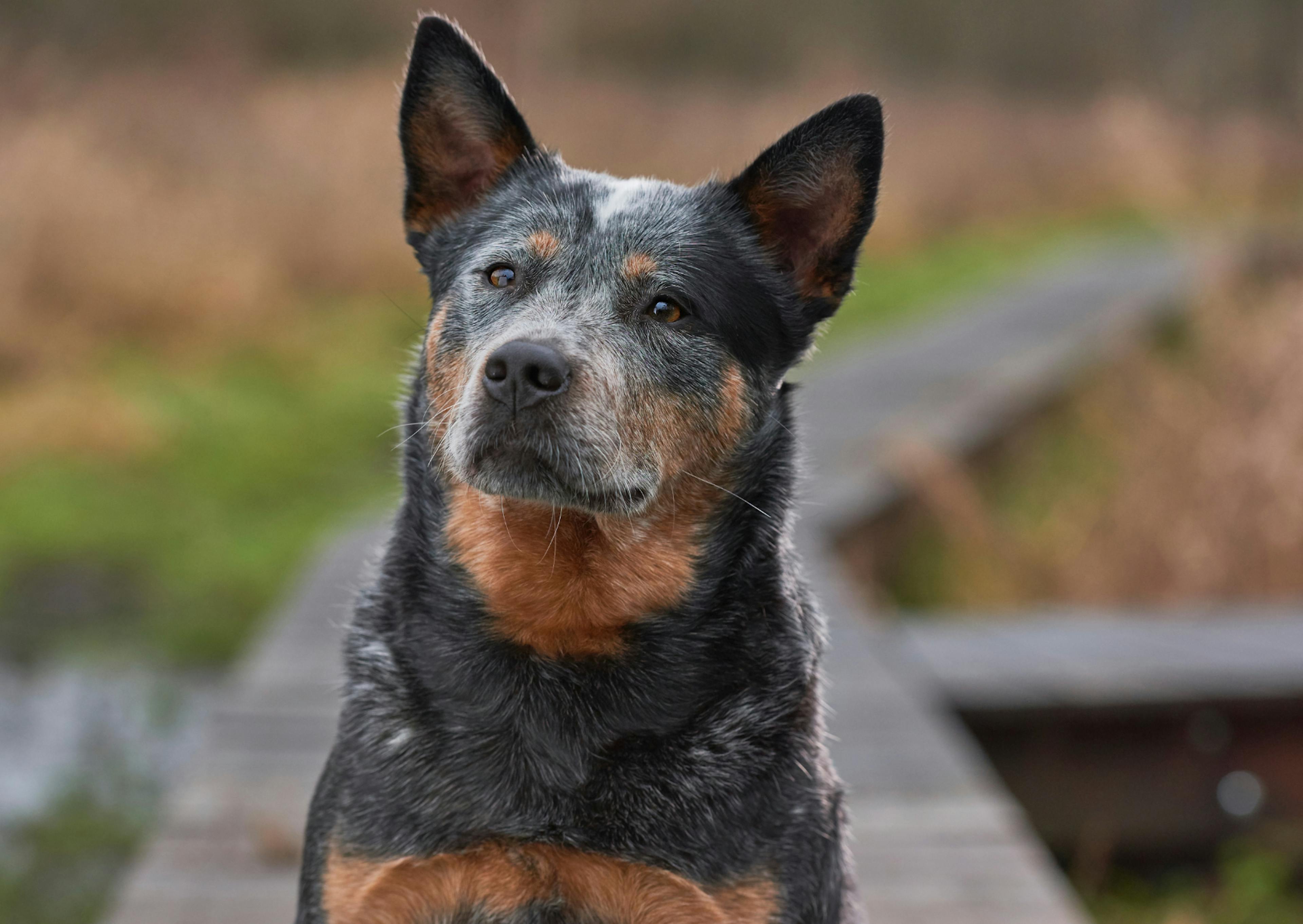 Bouvier Australien assis, il est attentif à ce qui se passe devant lui 