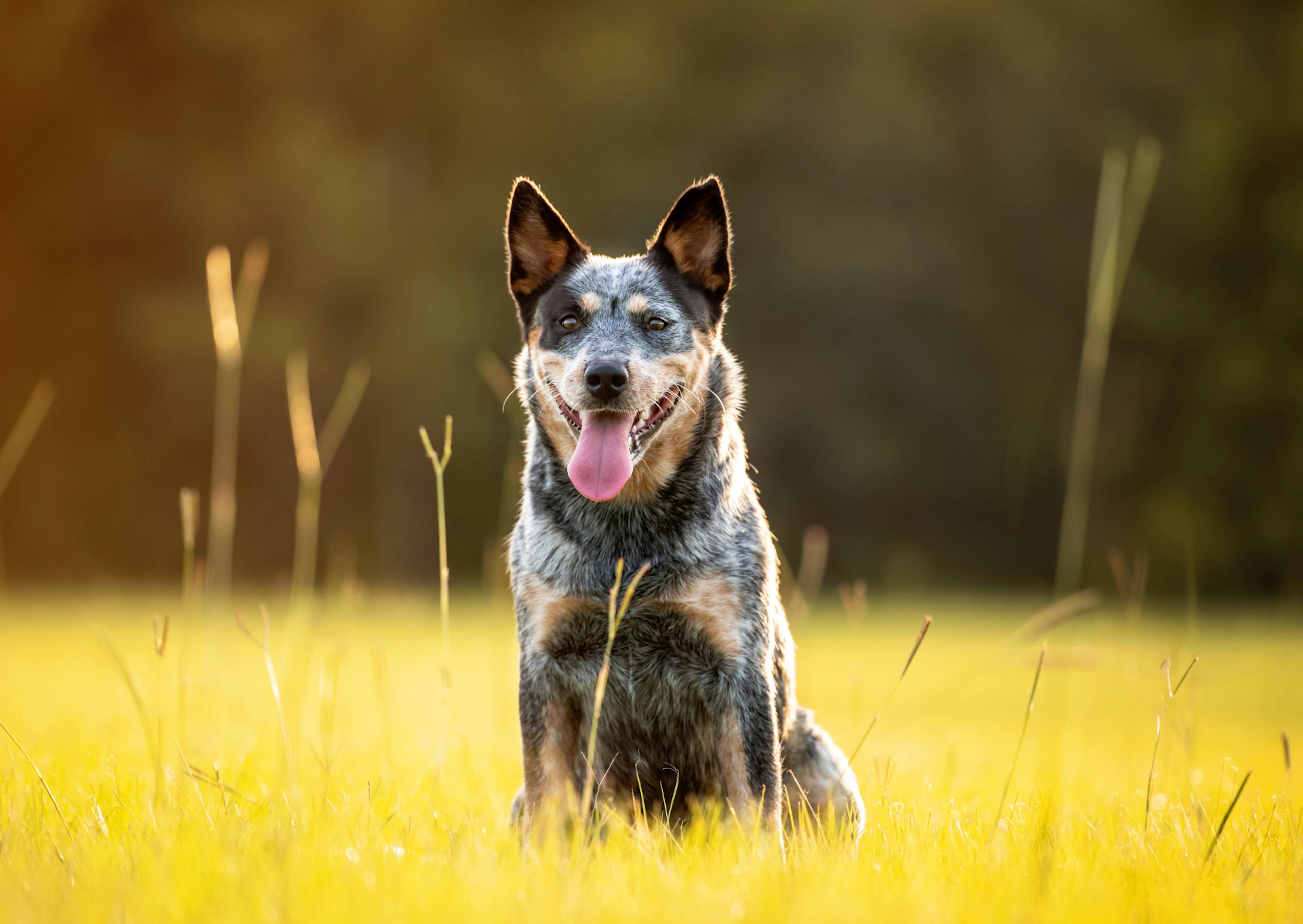 Bouvier Australien assis dans une étendue d'herbes, il tire la langue et hausse les oreilles