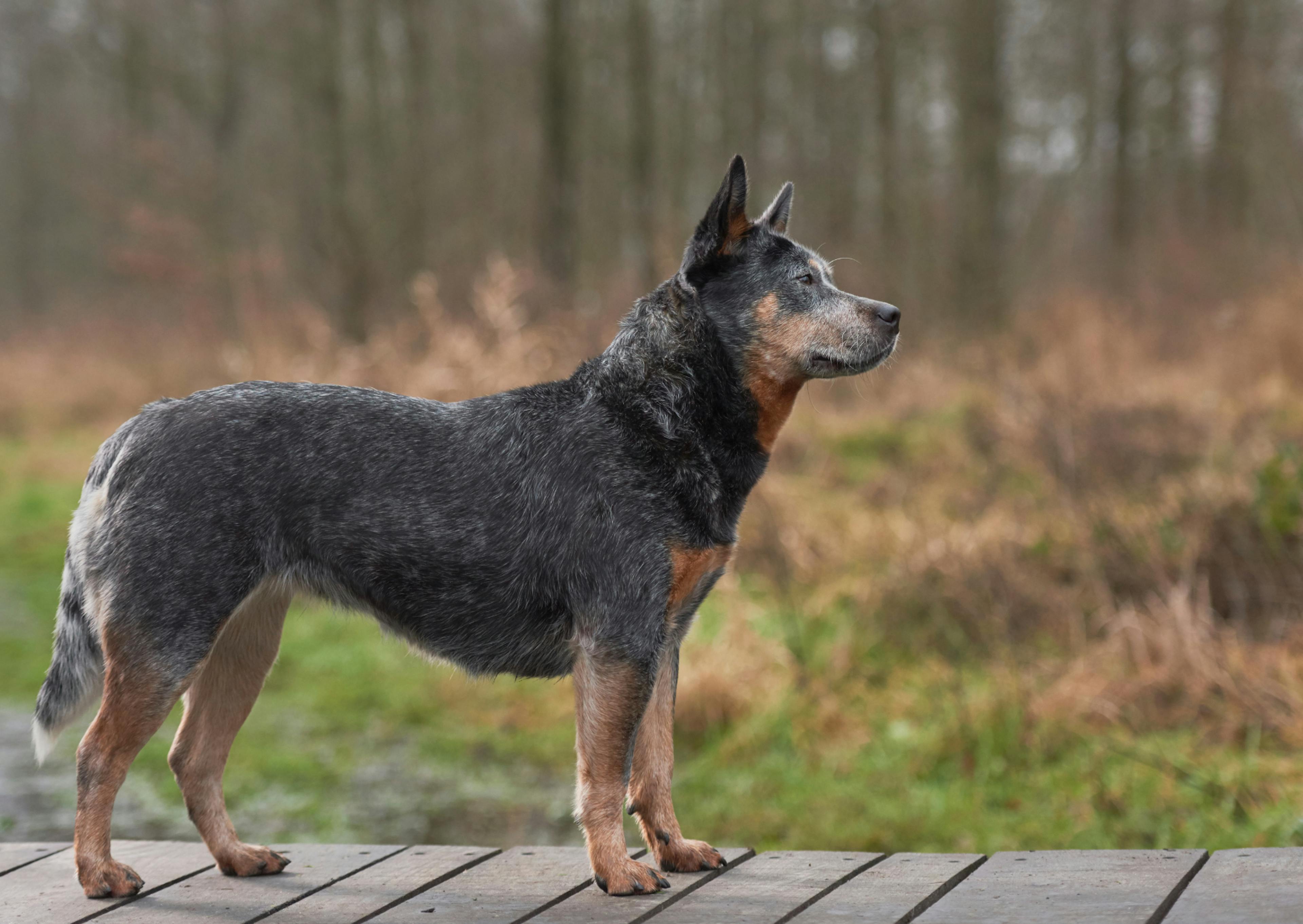 Bouvier Australien debout de profil sur une terasse en bois, il regarde devant lui ce qui se passe