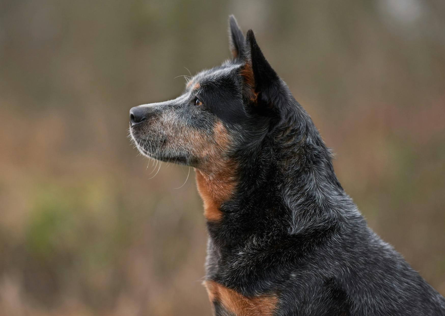 Un Bouvier Australien vu de profil, regardant droit devant lui, avec les oreilles dressées.