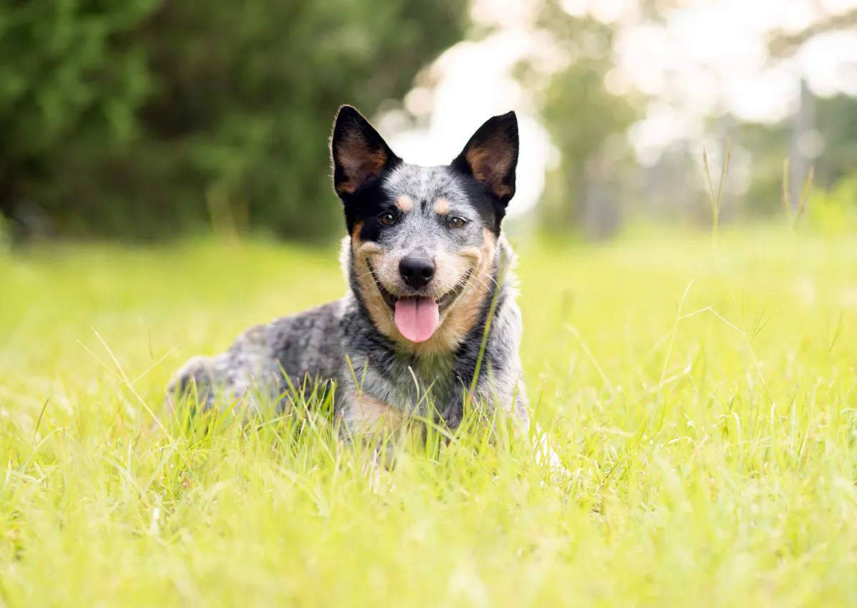 Un Bouvier Australien qui regarde droit devant lui, avec les oreilles dressées et la langue tirée