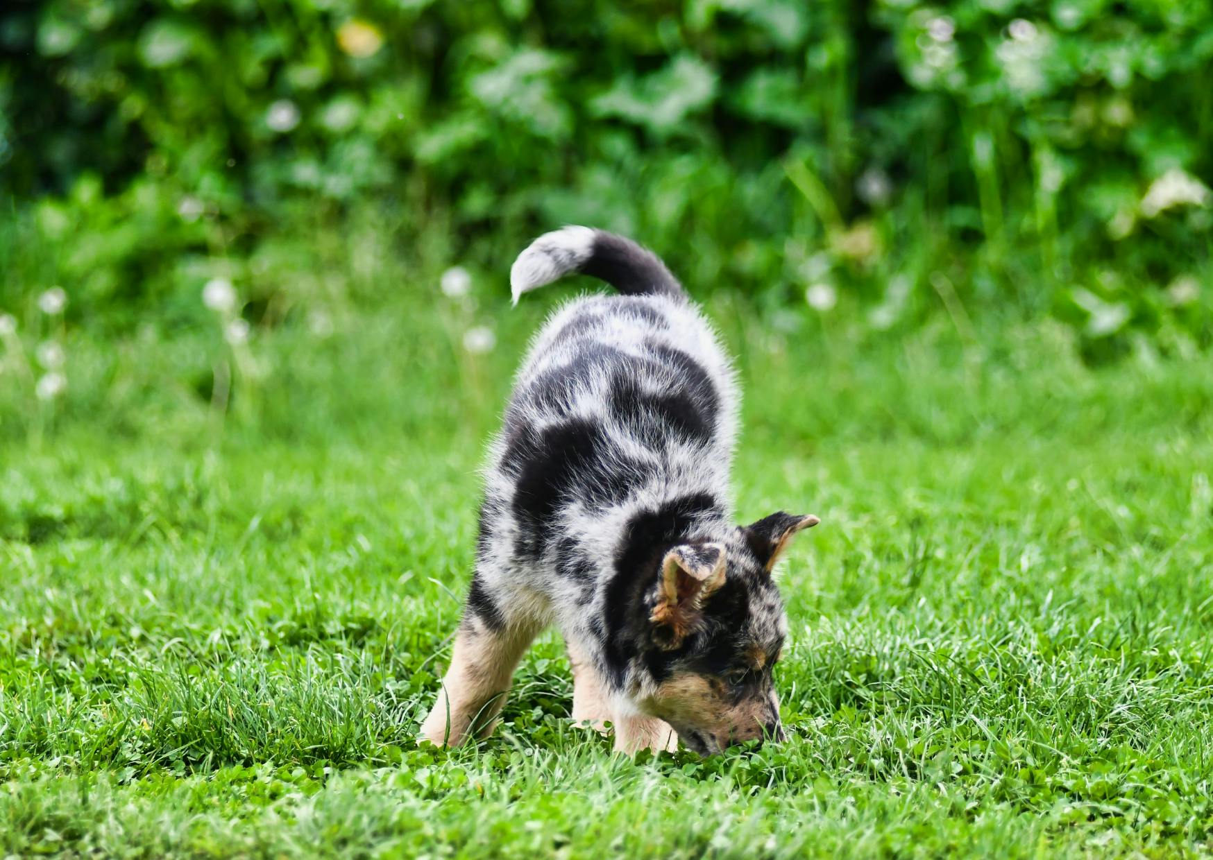 Un Bouvier Australien chiot qui mange de l'herbe
