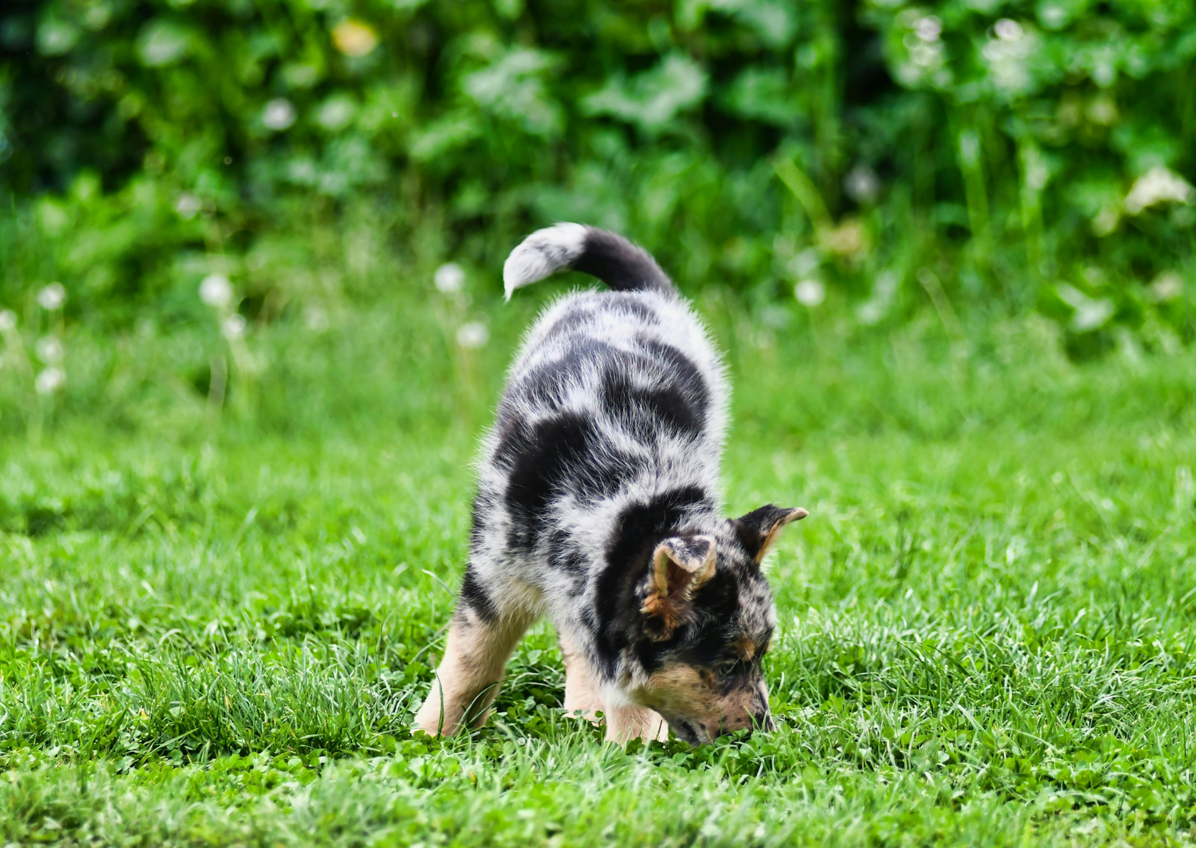  Un Bouvier Australien chiot qui mange de l'herbe 