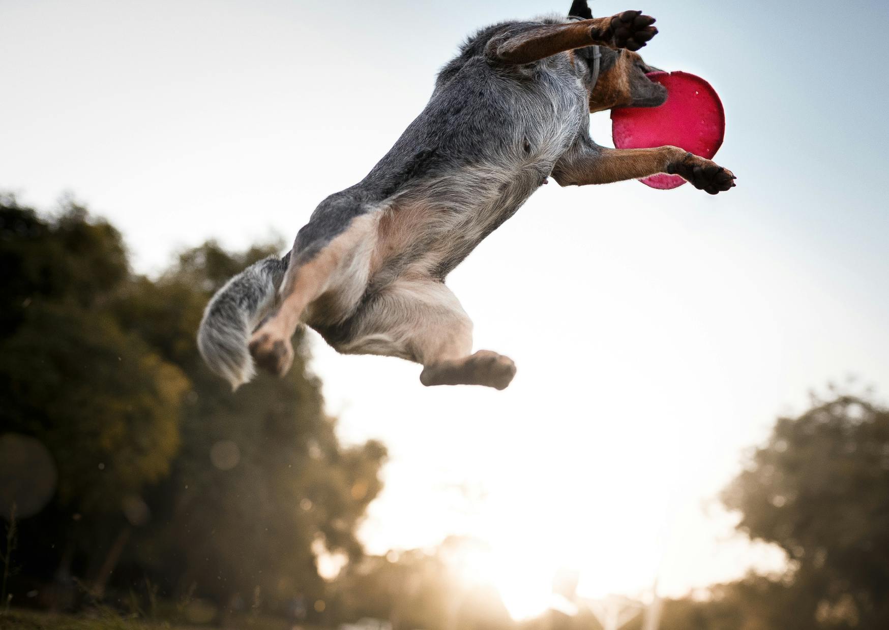 Un Bouvier Australien qui saute pour attraper son frisbee