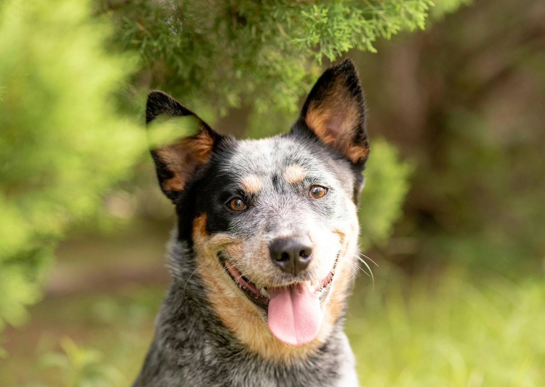 Un Bouvier Australienqui tire la langue, il est légèrement caché par des buissons devant lui