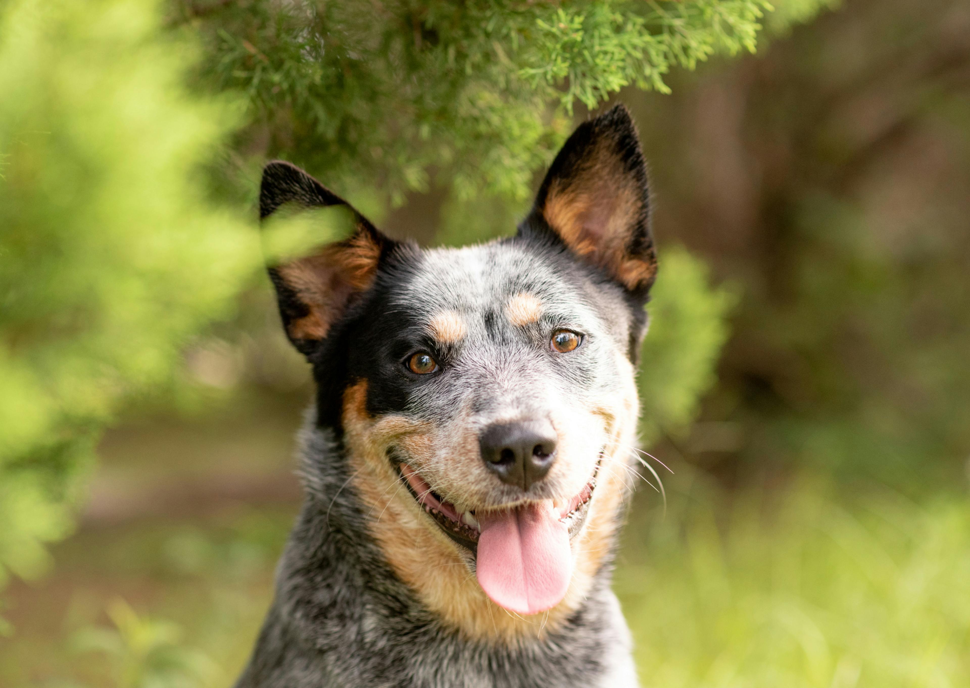  Un Bouvier Australienqui tire la langue, il est légèrement caché par des buissons devant lui 