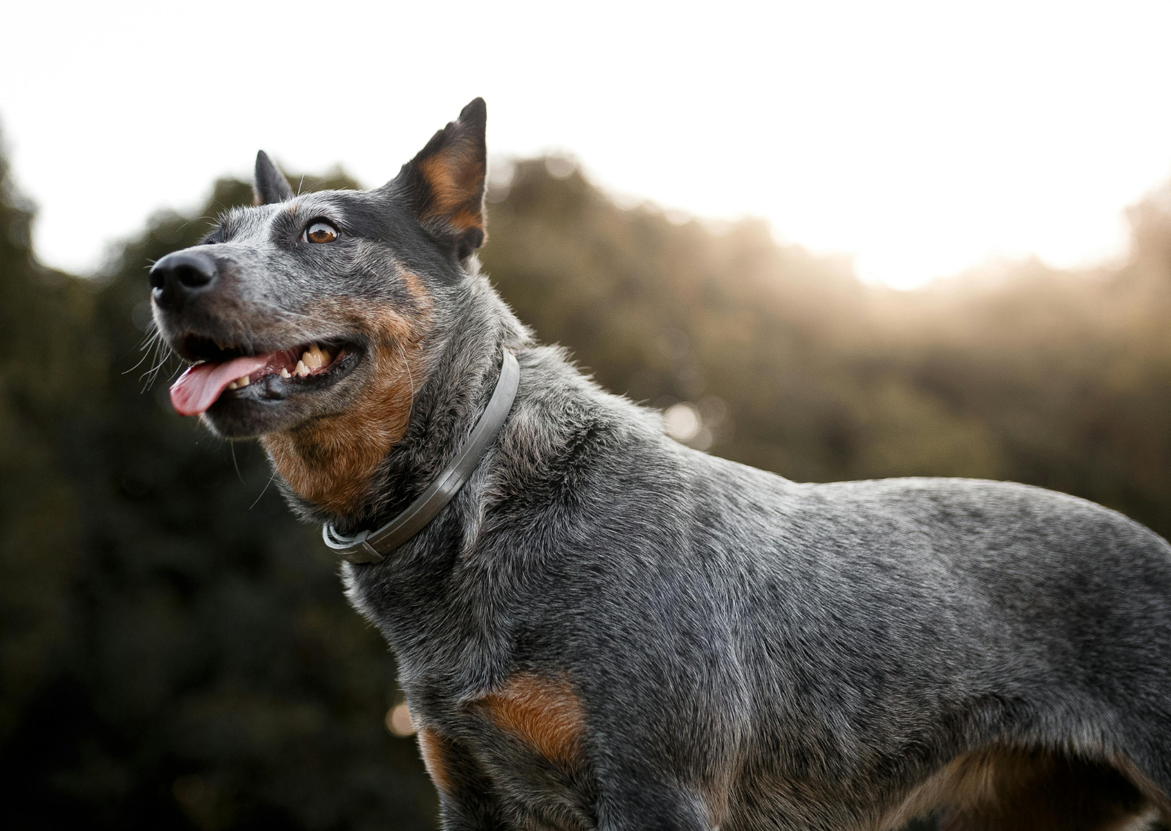  Un Bouvier Australien qui regarde devant lui en tirant la langue on voit le soleil se coucher derrière lui 