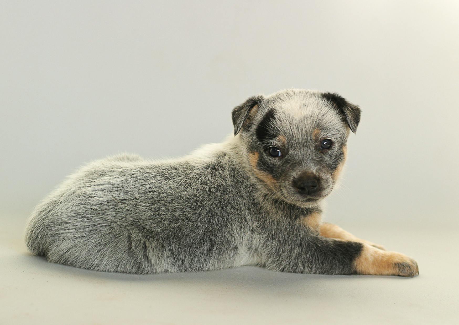 Un Bouvier Australien chiot couché qui regarde l'objectif