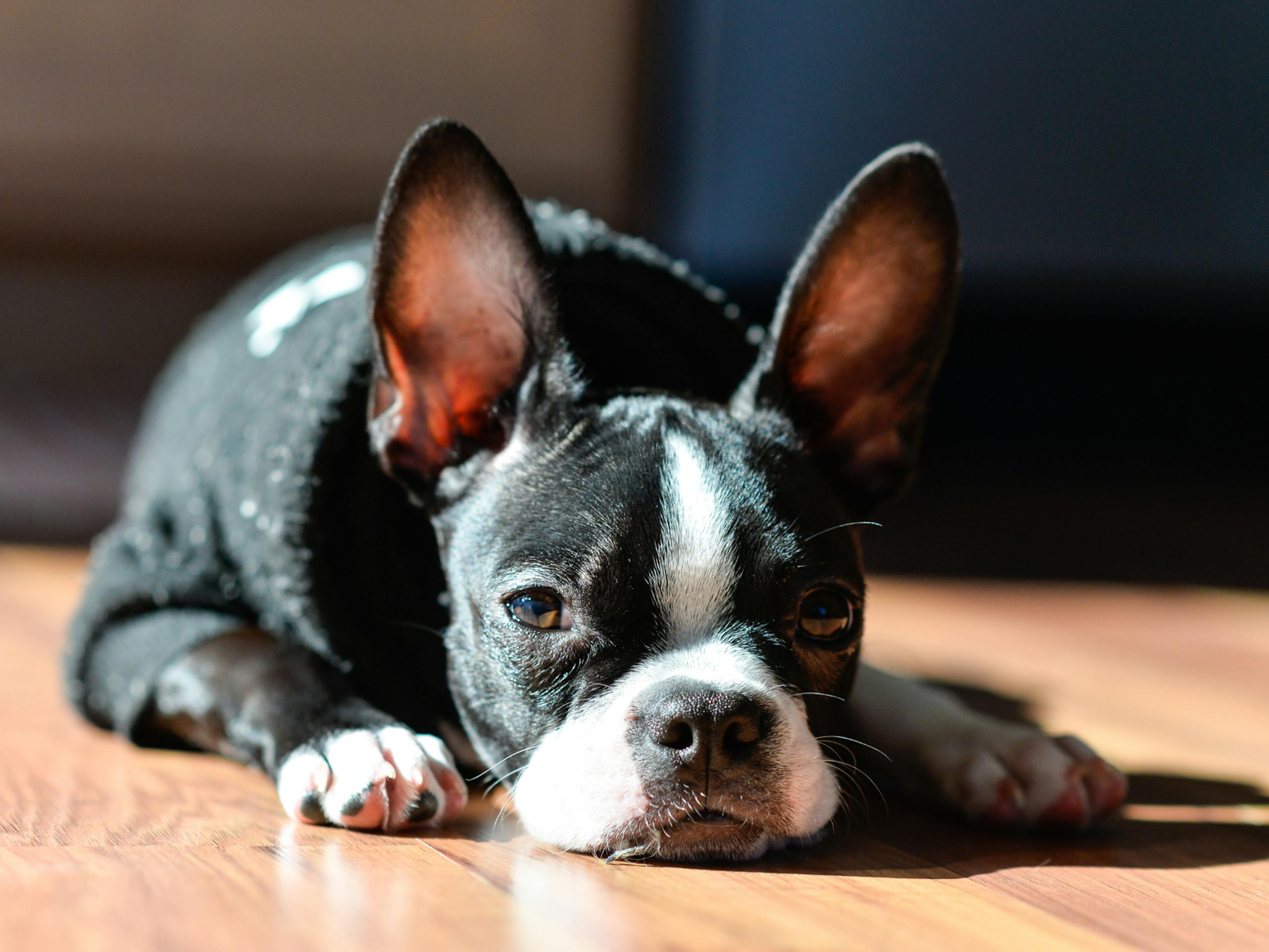 Boston Terrier couché sur le sol d'un intérieur, il dresse les oreilles, il illuminé par le soleil qui traverse la fenêtre