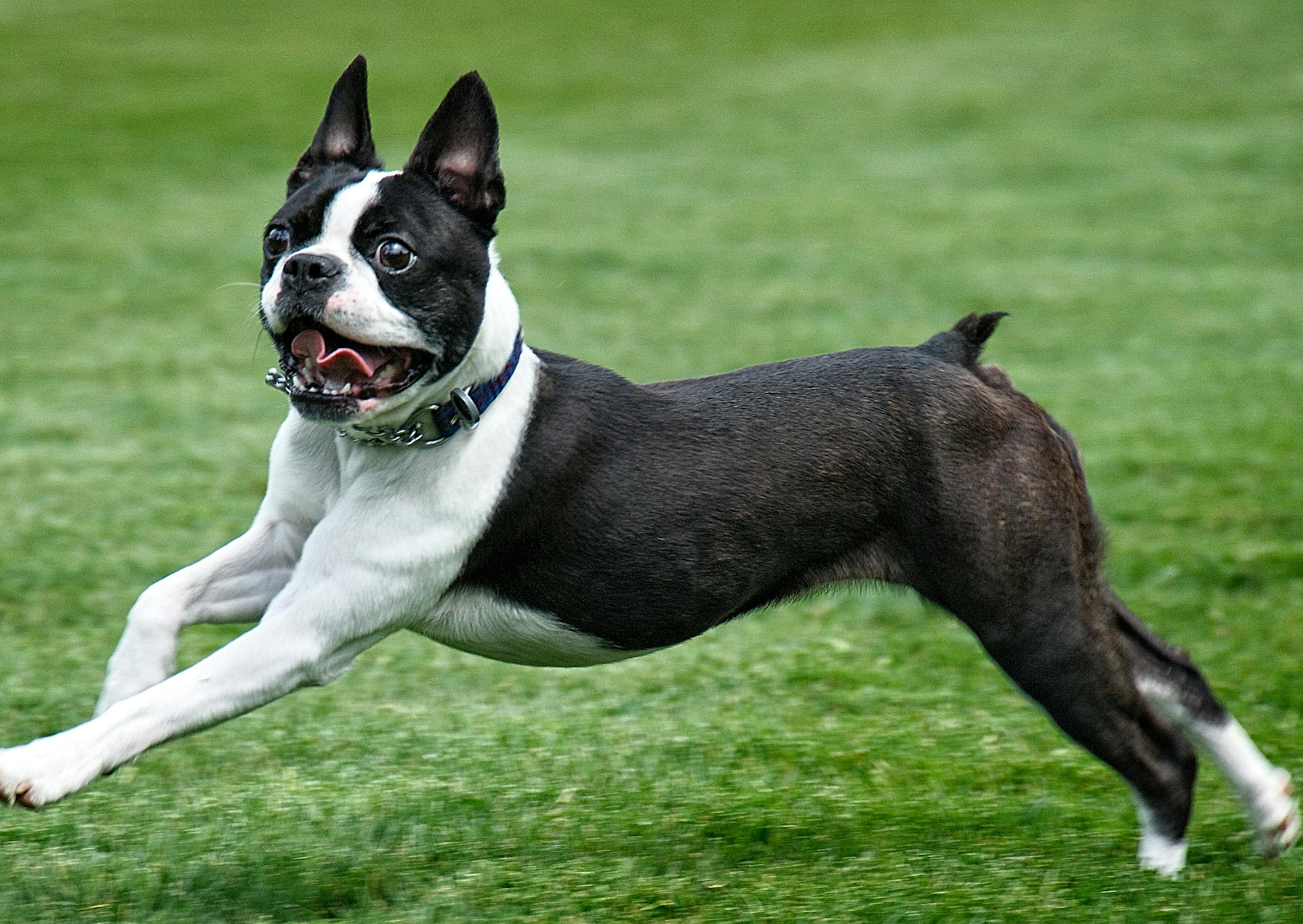 Boston Terrier qui court voite dans l'herbe fraîche