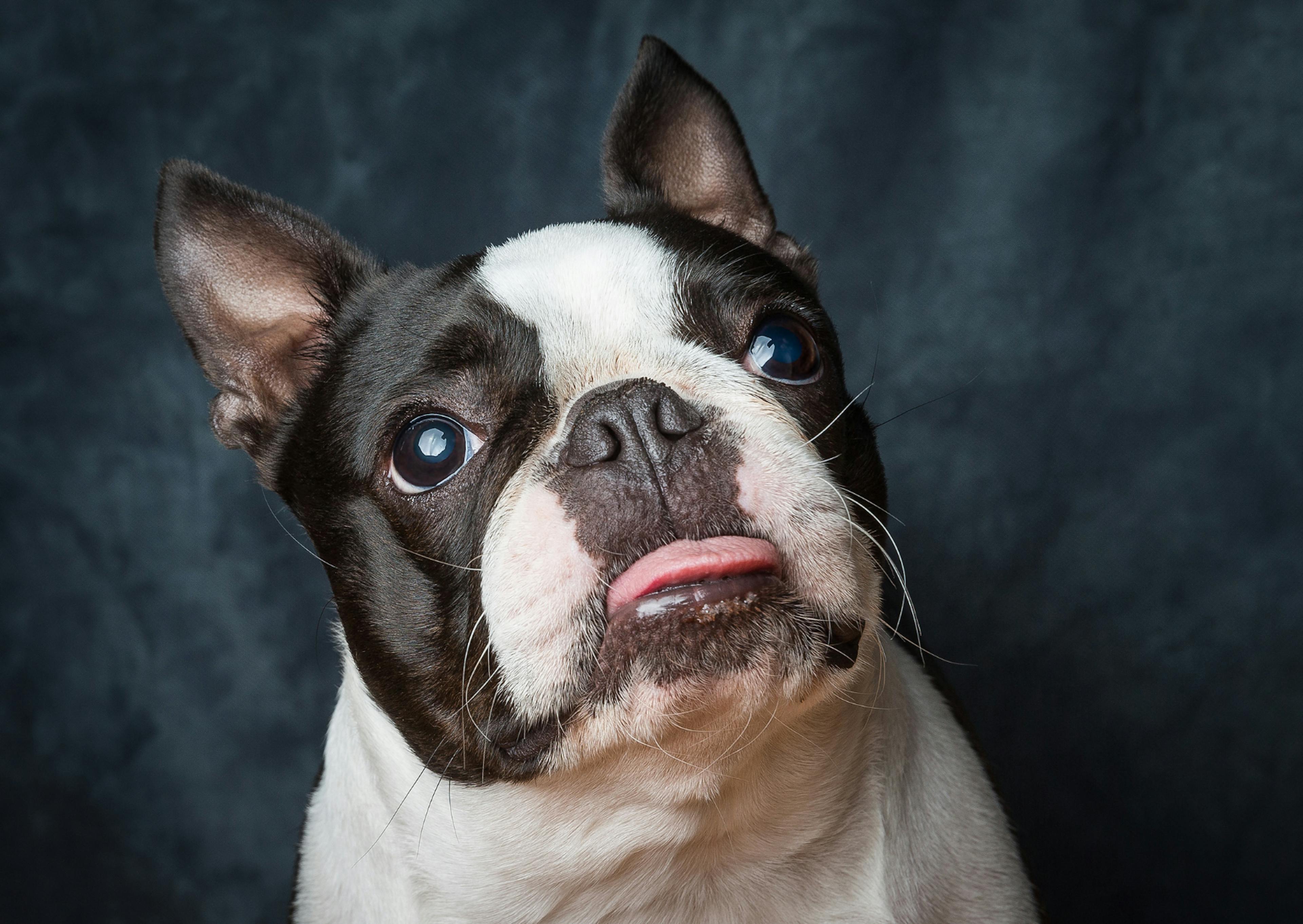 Boston Terrier qui regarde vers le haut, les oreilles dressées et la langue ressortit