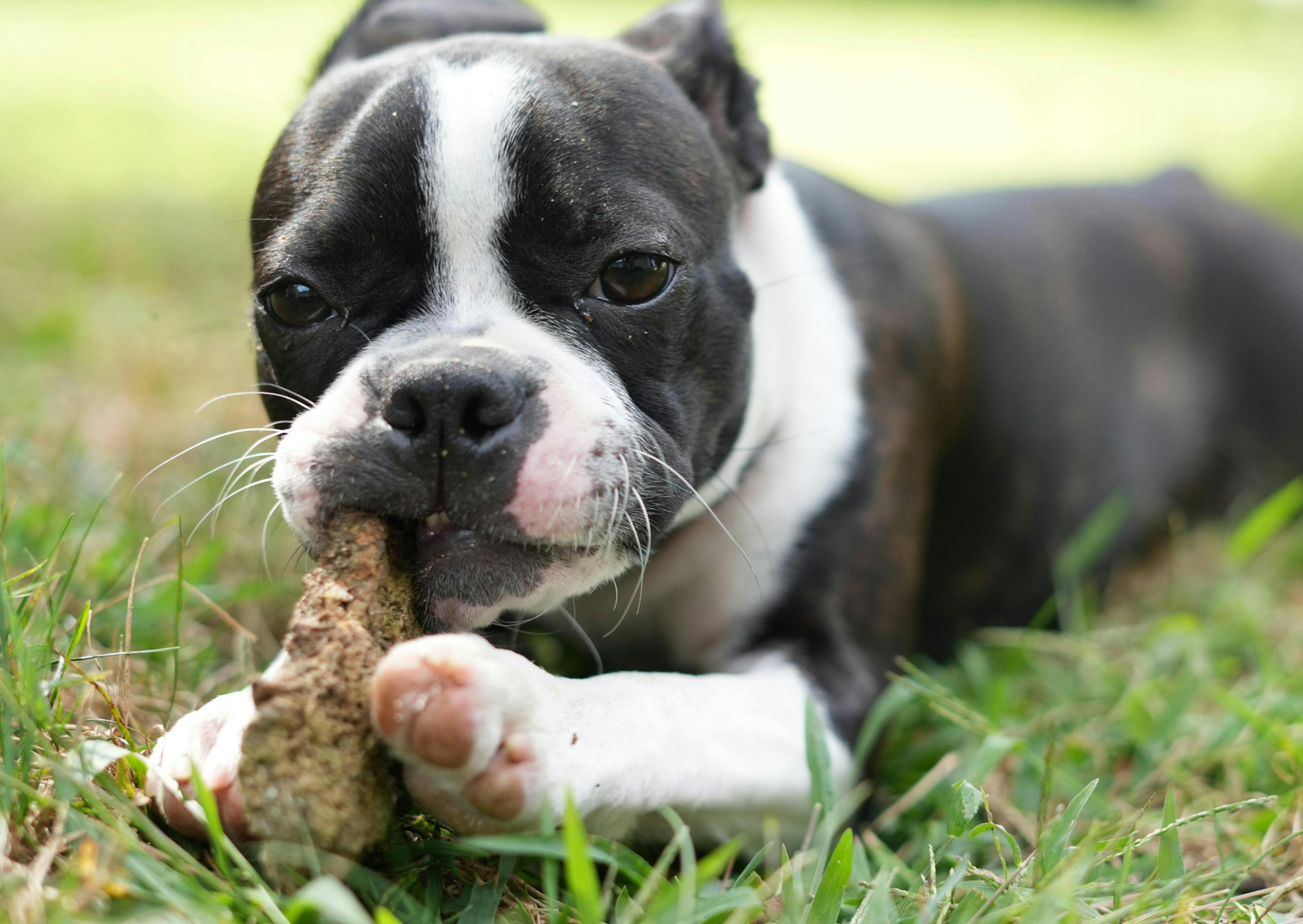 Boston Terrier qui joue avec un jouet, il ets couché dans l'herbe