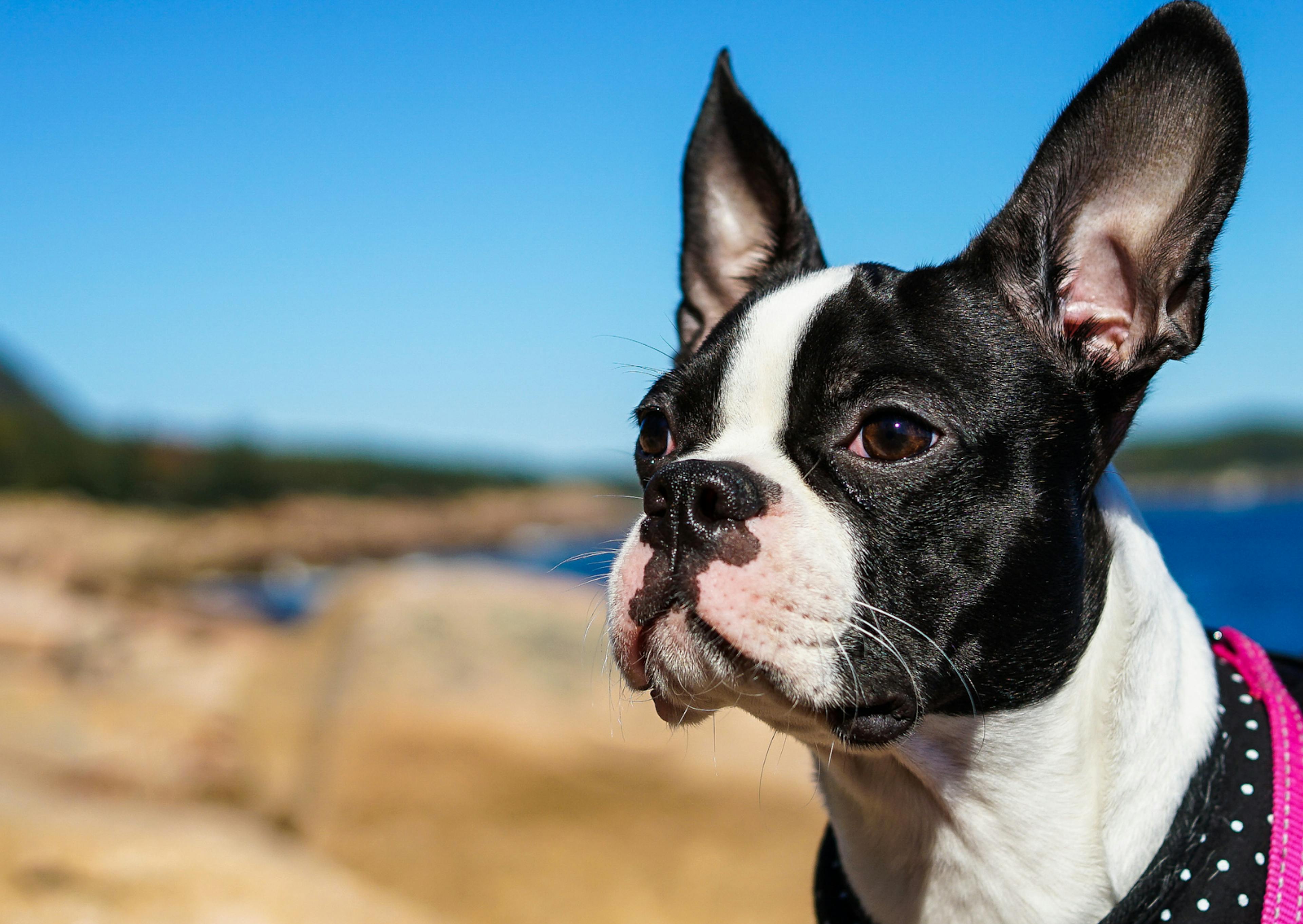 Boston Terrier au bord de la plage qui regarde au loin, les oreilles dressées