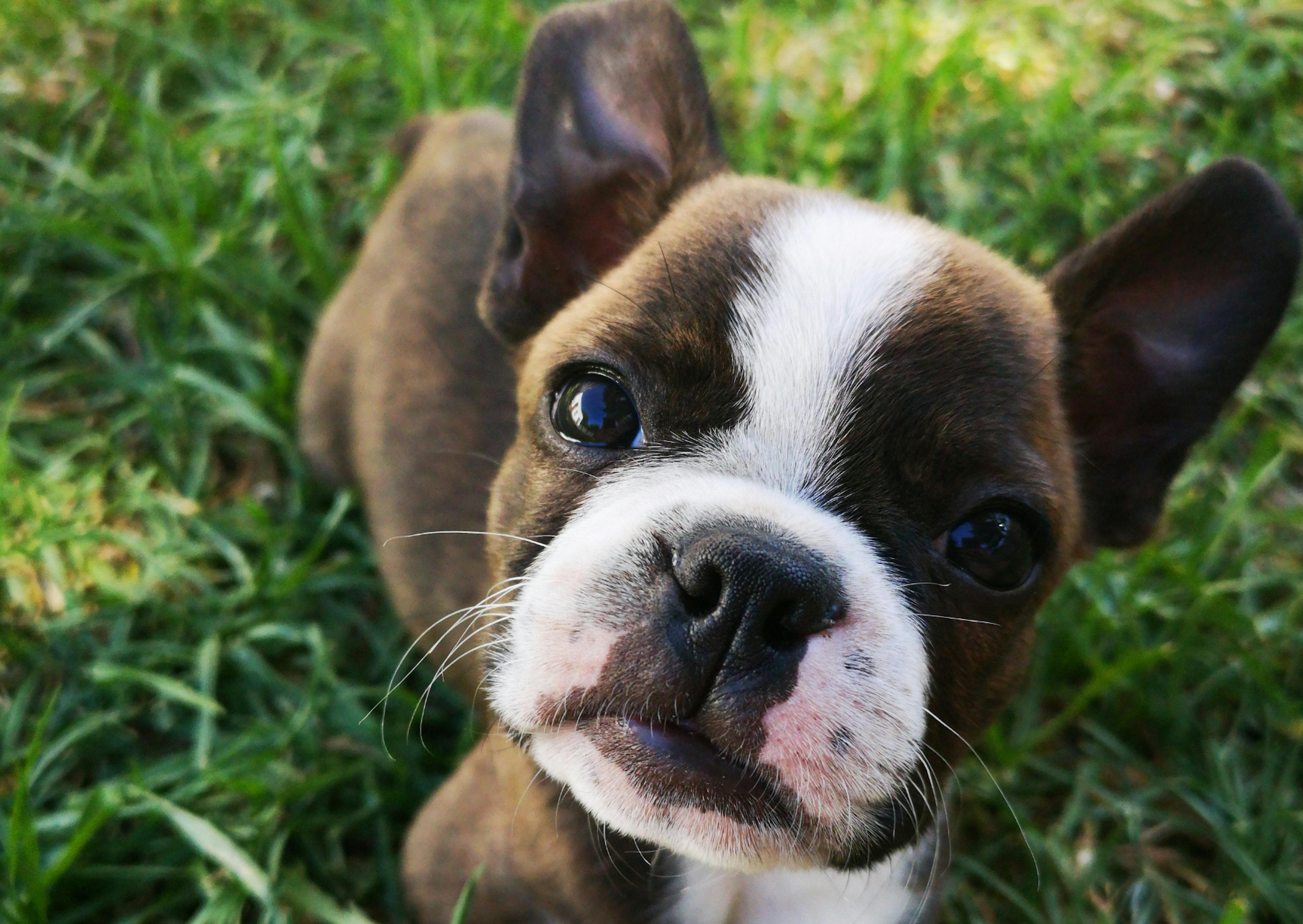 Boston Terrier chiot allongé dans l'herbe qui regarde l'objectif