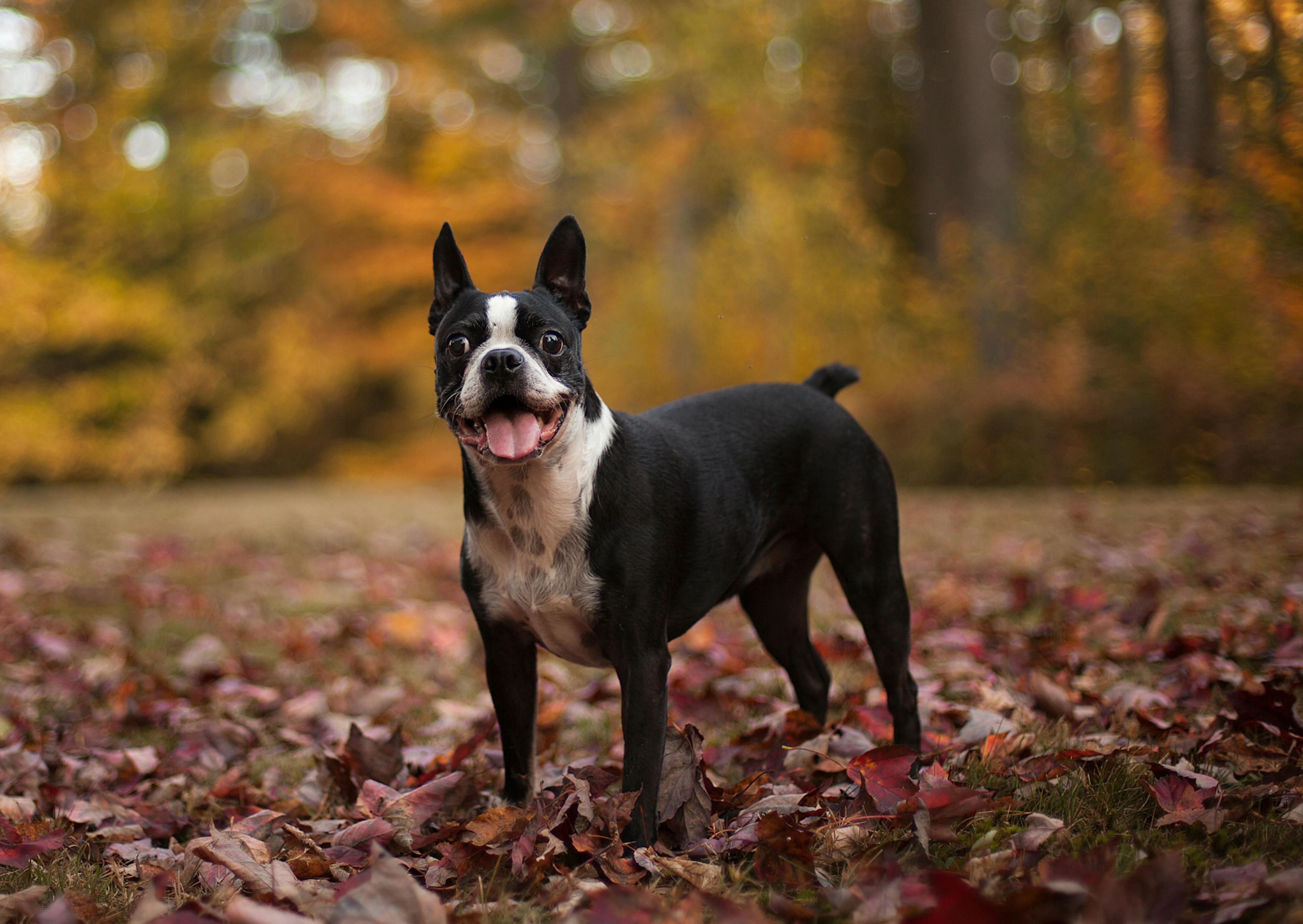 Boston Terrier au coeur d'un forêt en automne