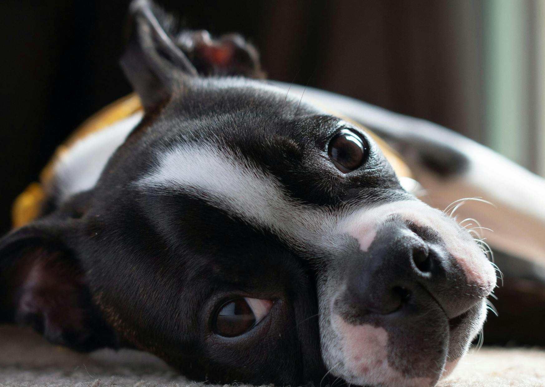 Boston Terrier allongé sur le sol d'un intérieur