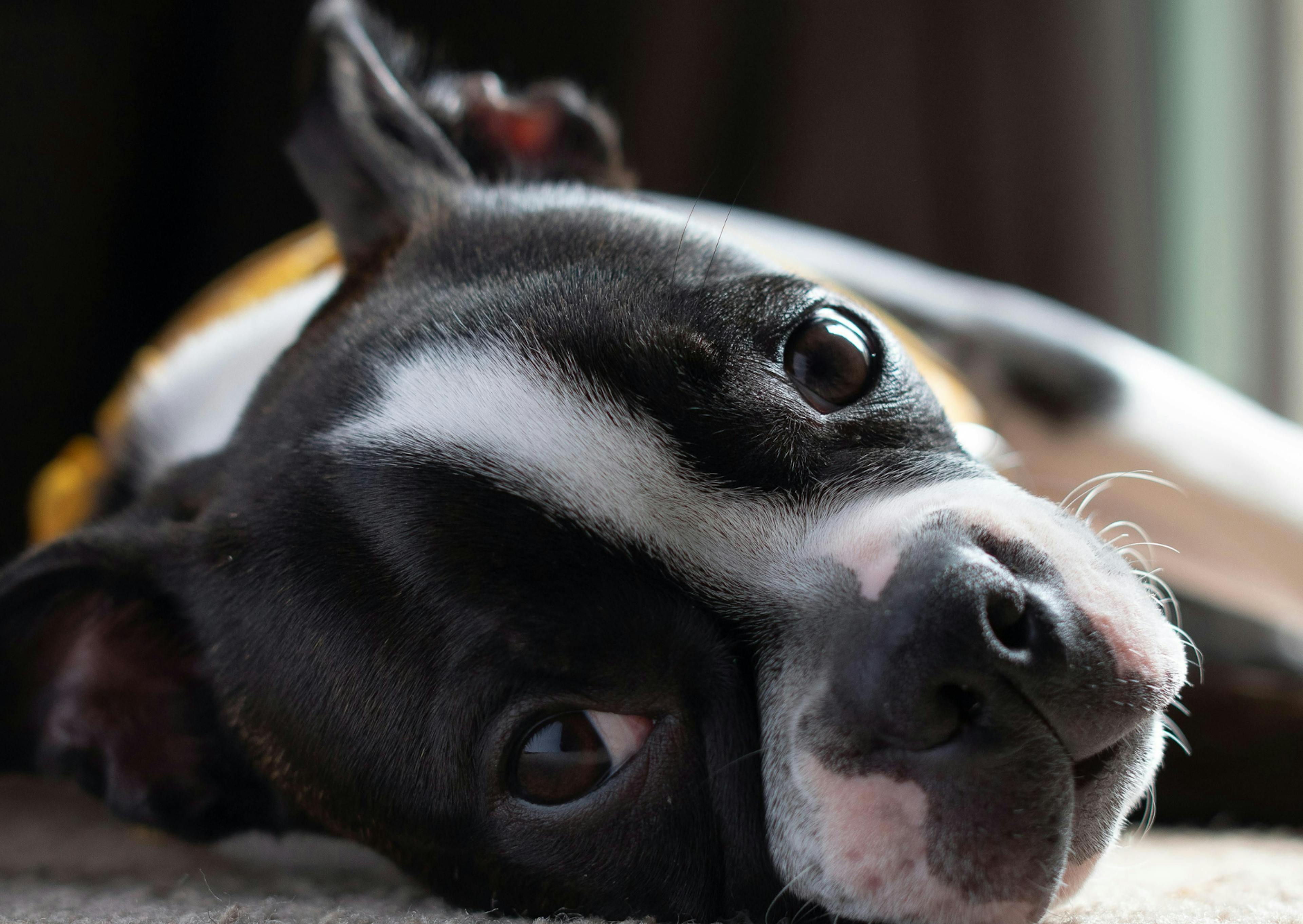 Boston Terrier allongé sur le sol d'un intérieur 