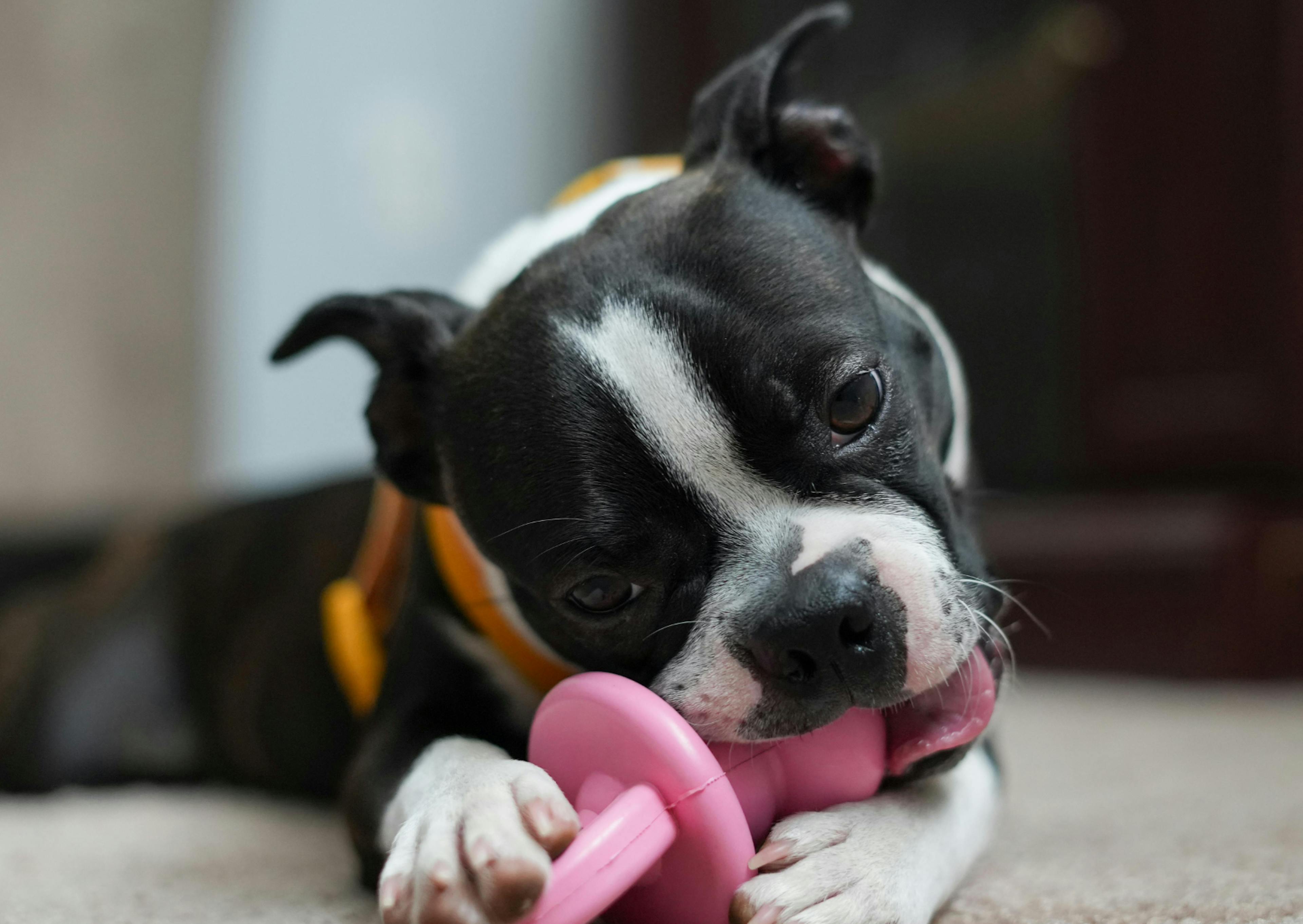 Boston Terrier qui joue avec un jouet rose 