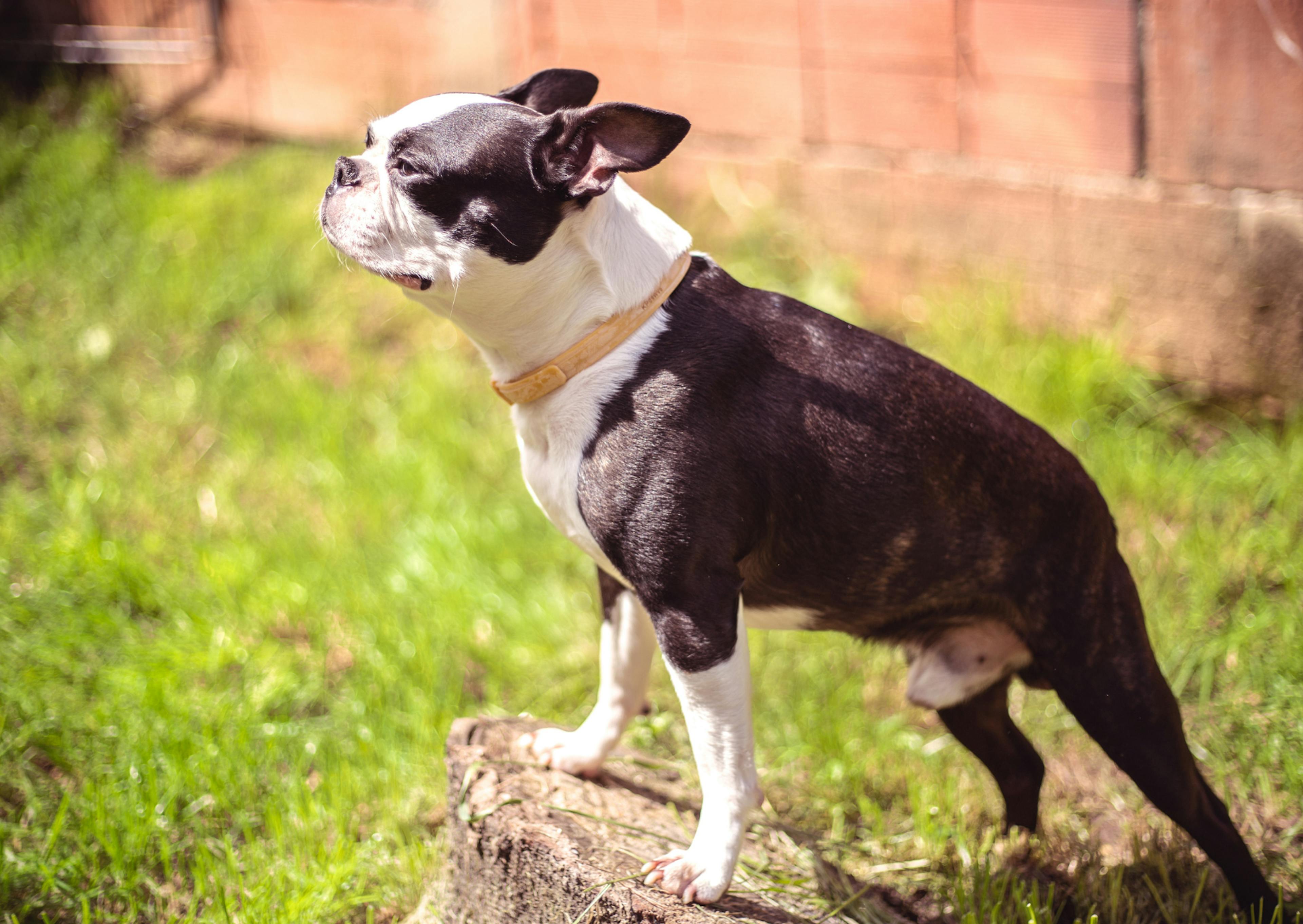 Boston Terrier sur une pierre dehors, il regarde au loin et prend le vent