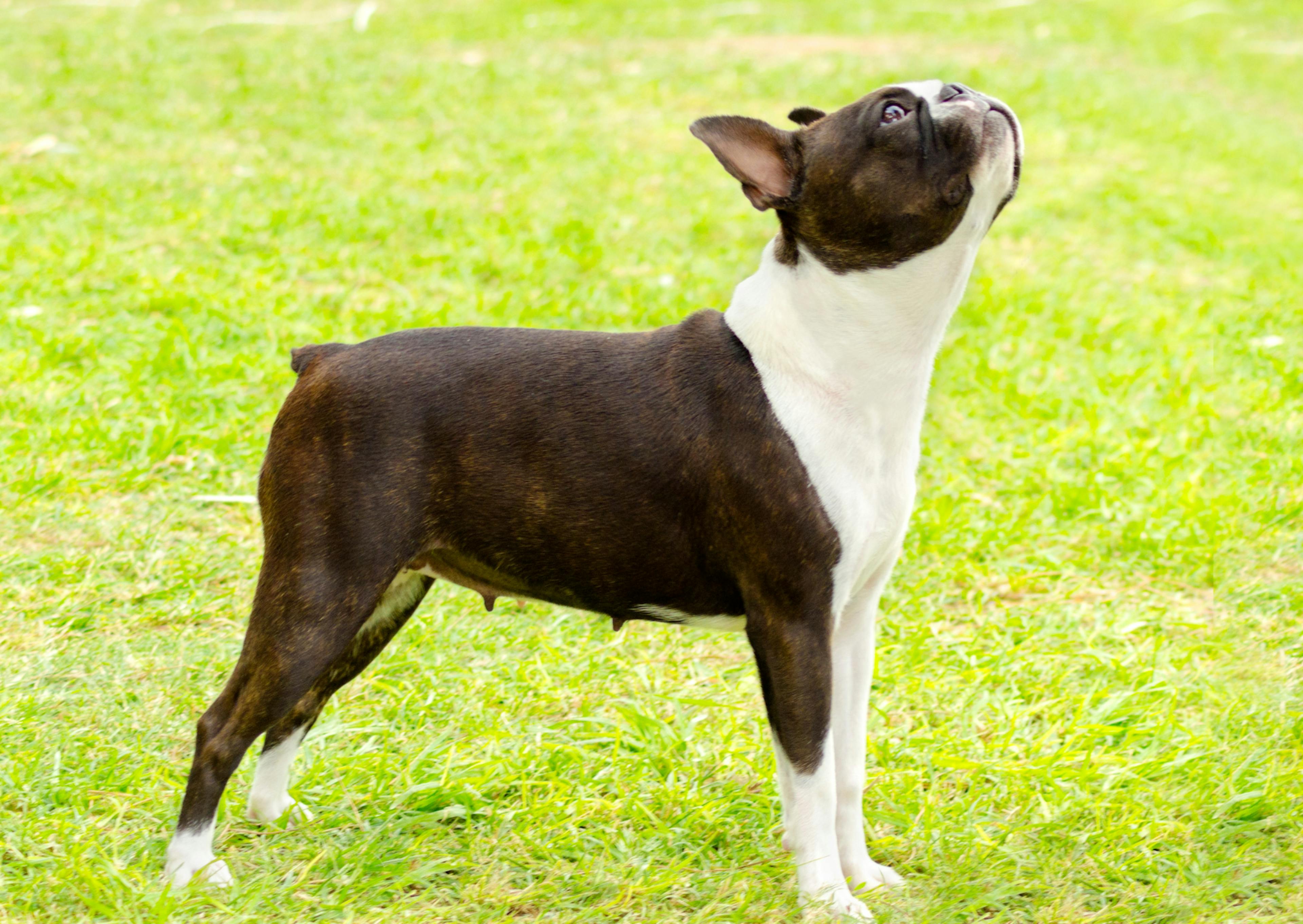 Boston Terrier dans l'erbe qui regarde vers le haut 