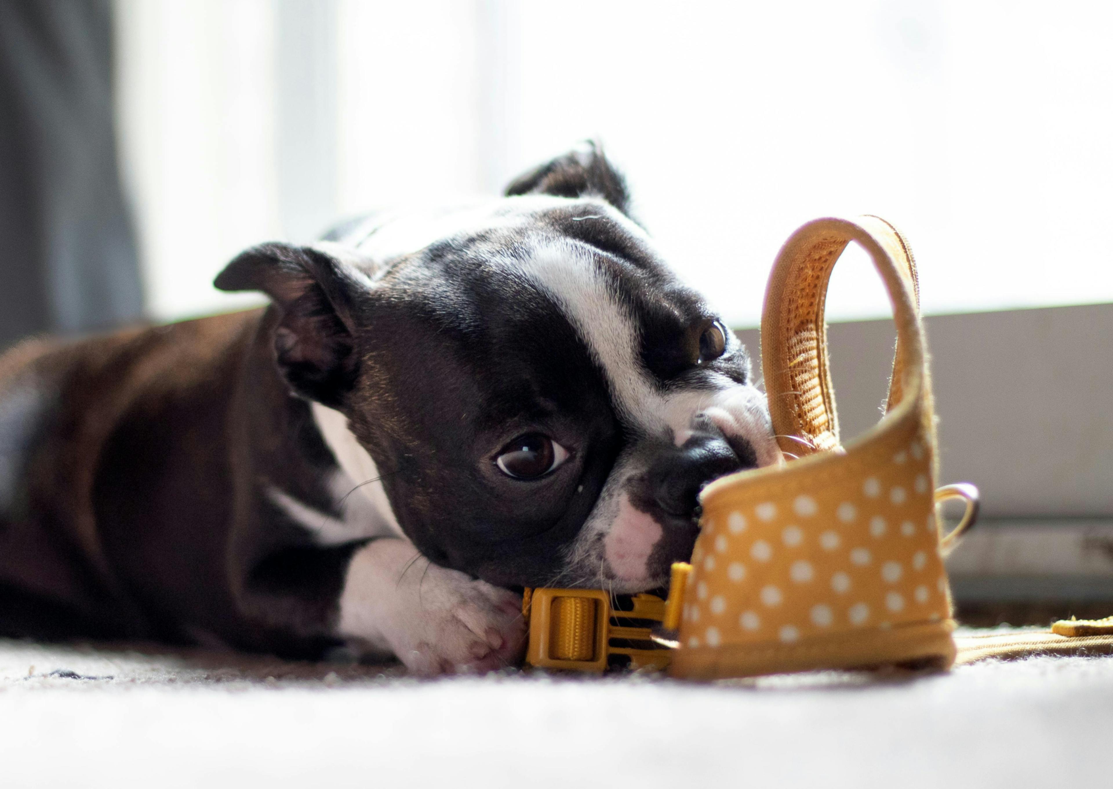 Boston Terrier qui joue avec son harnais 