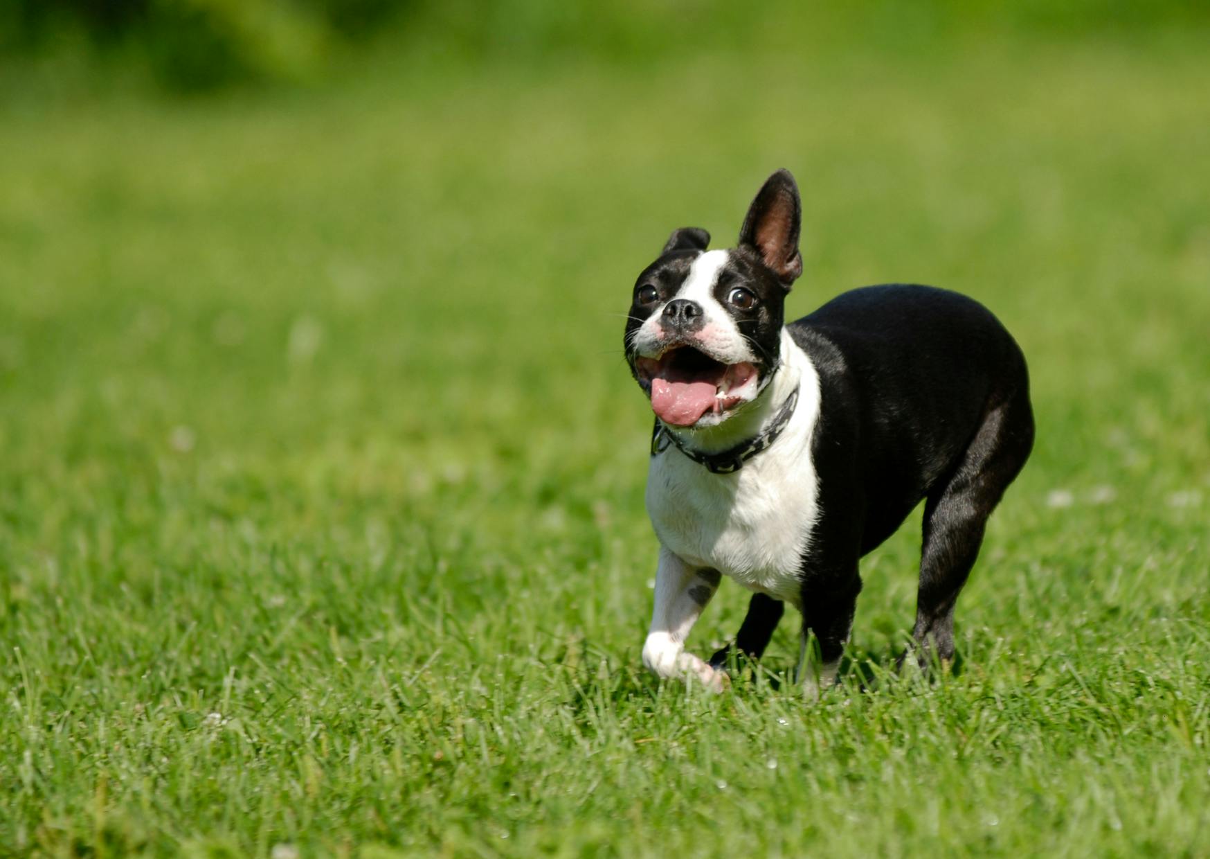Boston Terrier qui courtdans l'herbe fraîche
