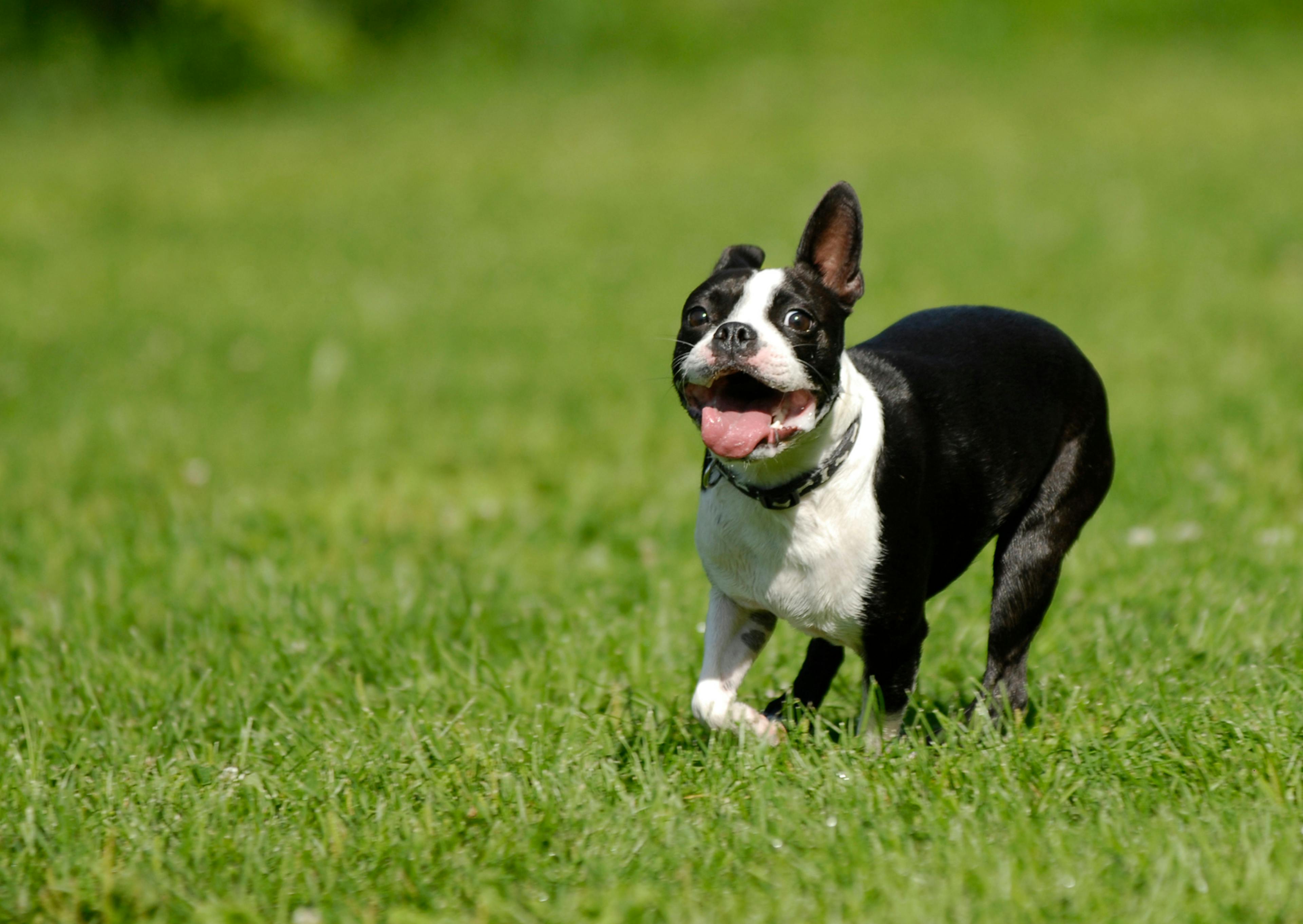 Boston Terrier qui courtdans l'herbe fraîche 